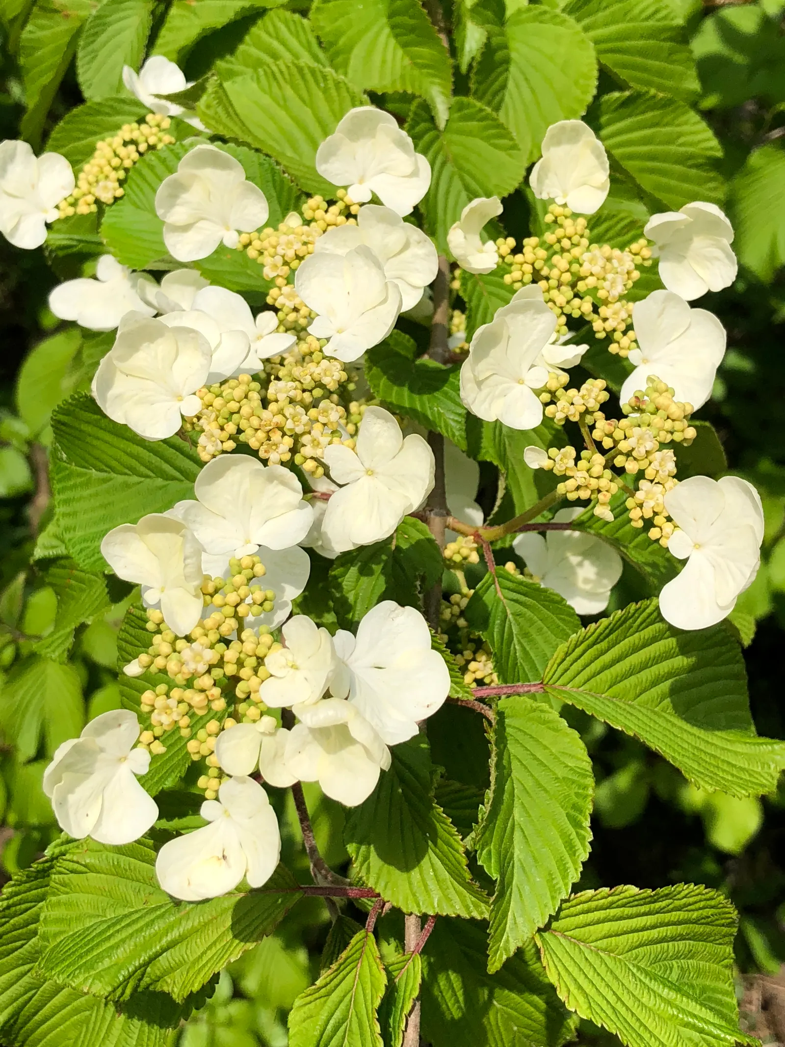 Japanese Snowball Bush (Viburnum Plicatum) — Preferring well-drained soil, it offers fall color with red to purple leaves; the Japanese Snowball, image 52
