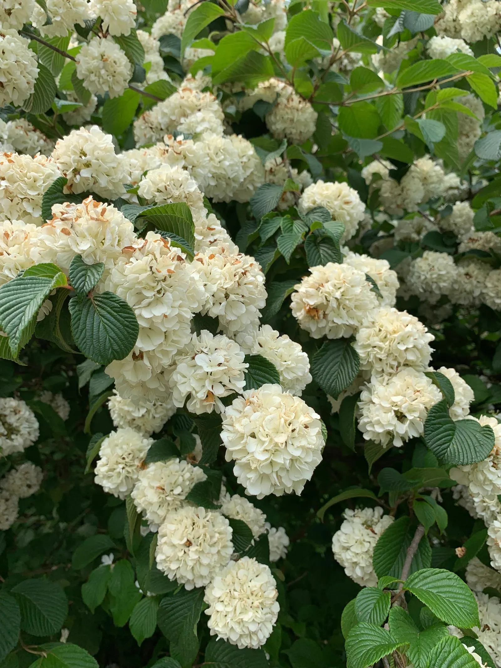 Japanese Snowball Bush (Viburnum Plicatum) — Reaching an average height of 8 to 12 feet with a similar spread