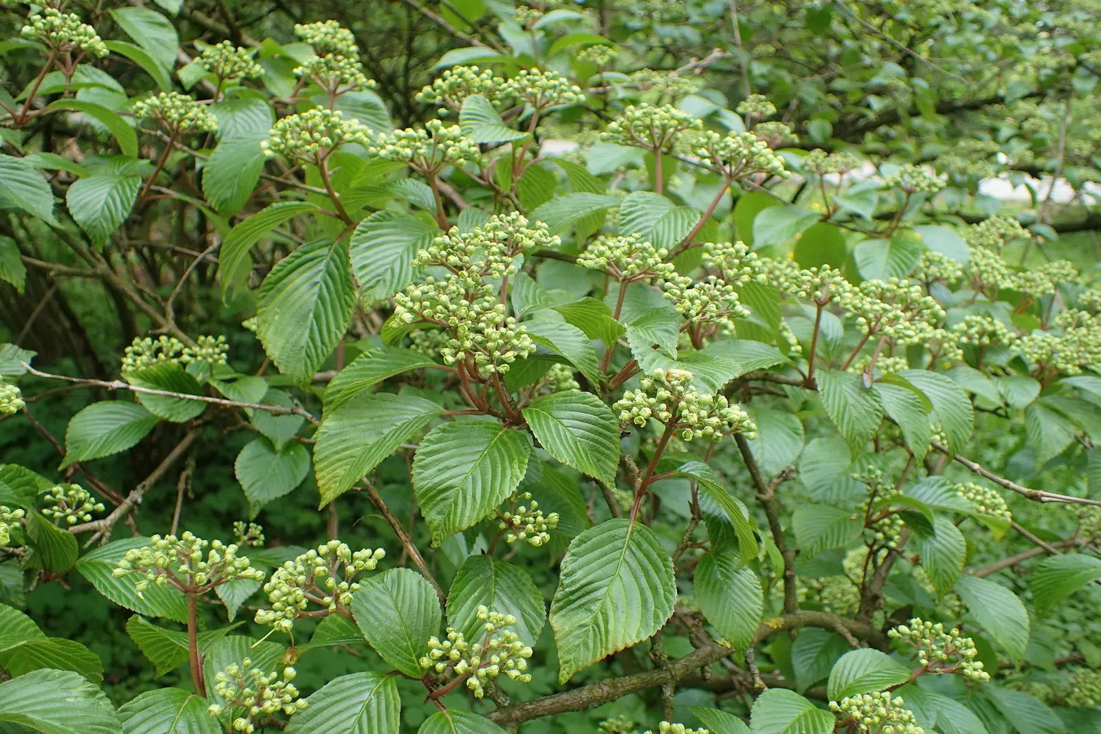 Japanese Snowball Bush (Viburnum Plicatum) — moderately fertile soil and thrives in full sun to partial shade; incorporate as a specimen plant or within mixed