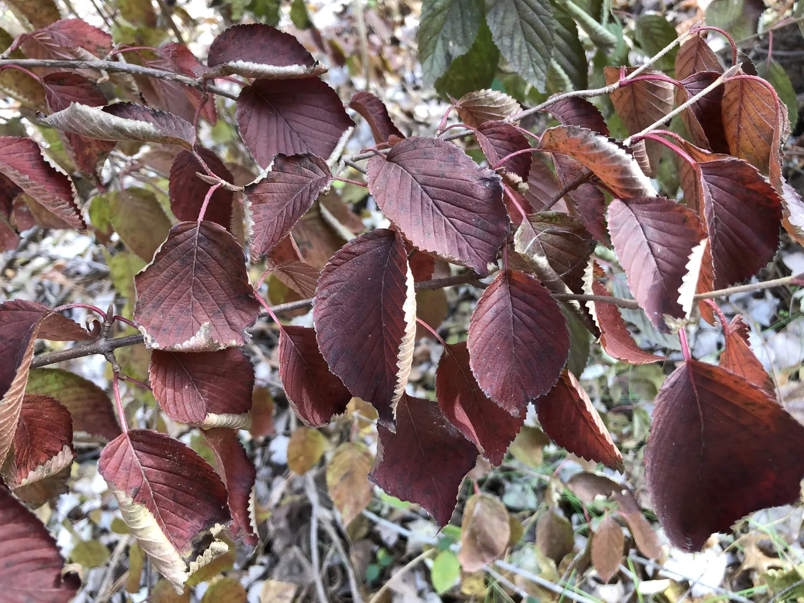 Japanese Snowball Bush (Viburnum Plicatum) — Preferring well-drained soil, it offers fall color with red to purple leaves