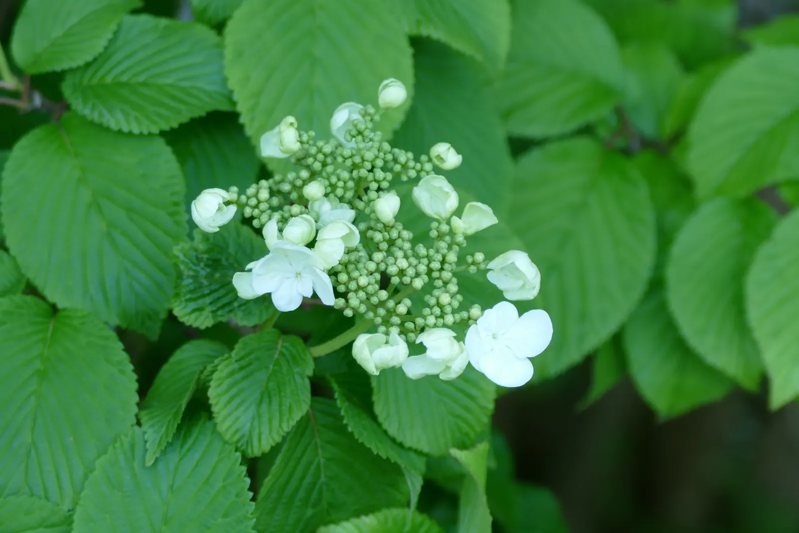 Japanese Snowball Bush (Viburnum Plicatum) — each blossoming cluster measuring 2 to 3 inches in diameter; the foliage of the Viburnum plicatum is equally
