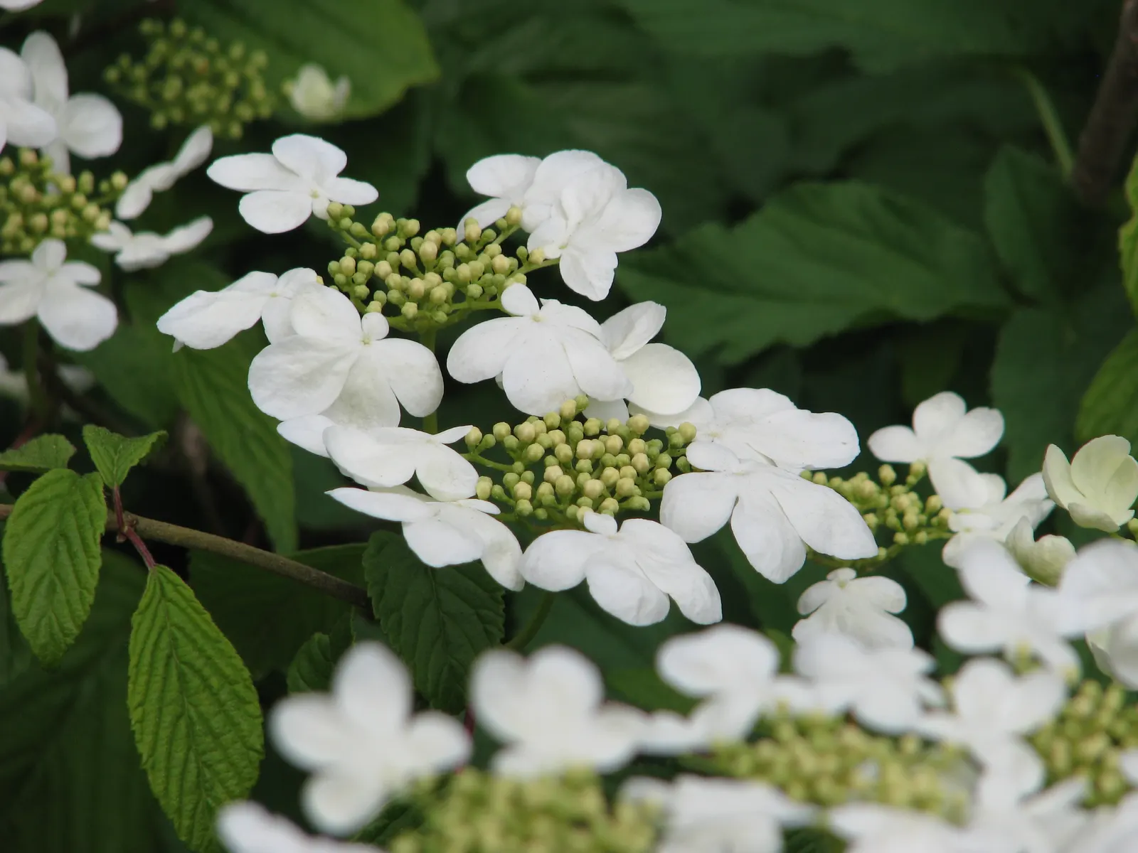 Japanese Snowball Bush (Viburnum Plicatum) — dark green leaves that take on a reddish-purple hue in the fall; it requires consistent moisture but also needs