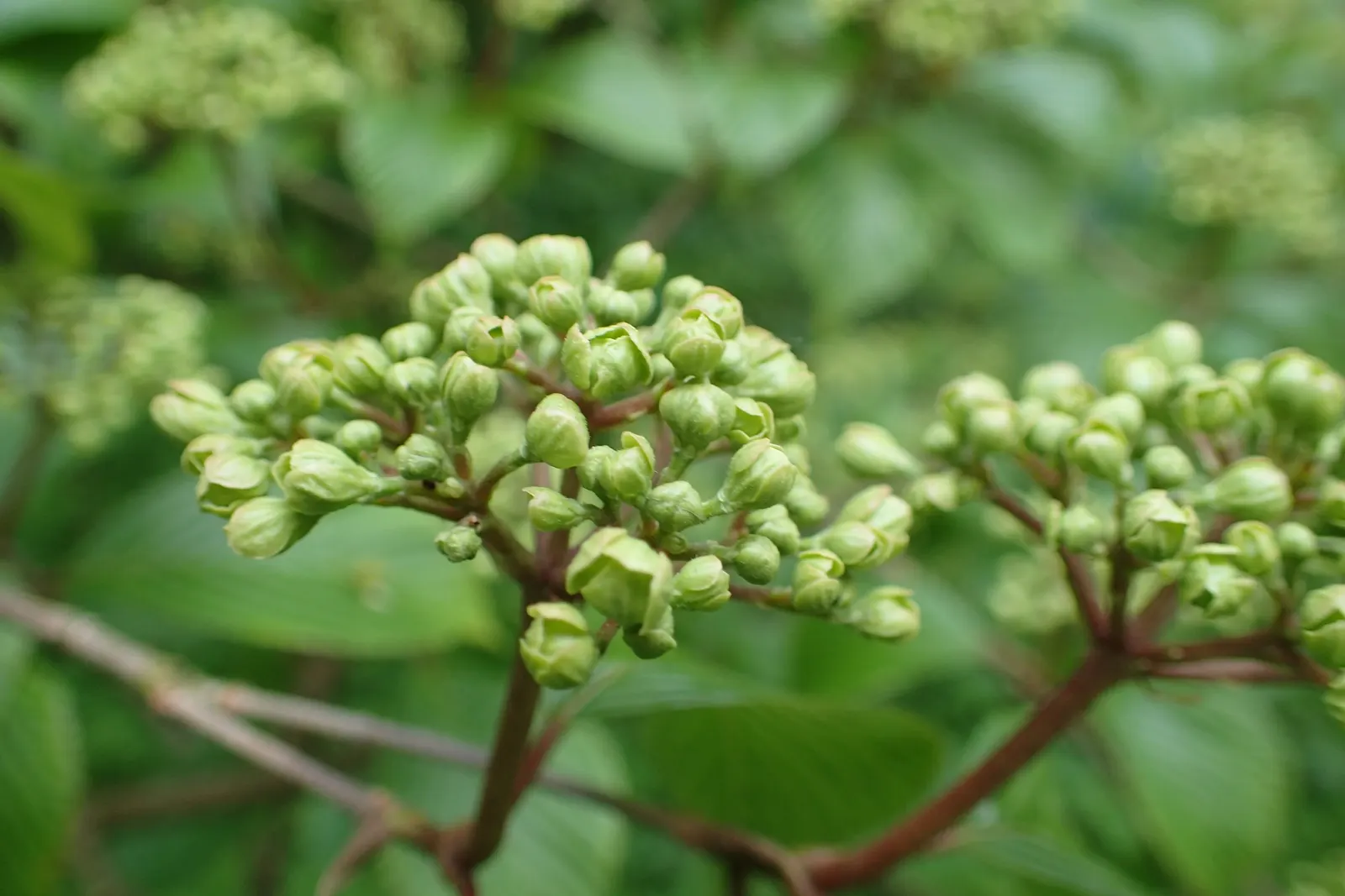 Japanese Snowball Bush (Viburnum Plicatum) — The Japanese Snowball Bush (Viburnum plicatum) is a striking deciduous shrub; preferring well-drained, image 49