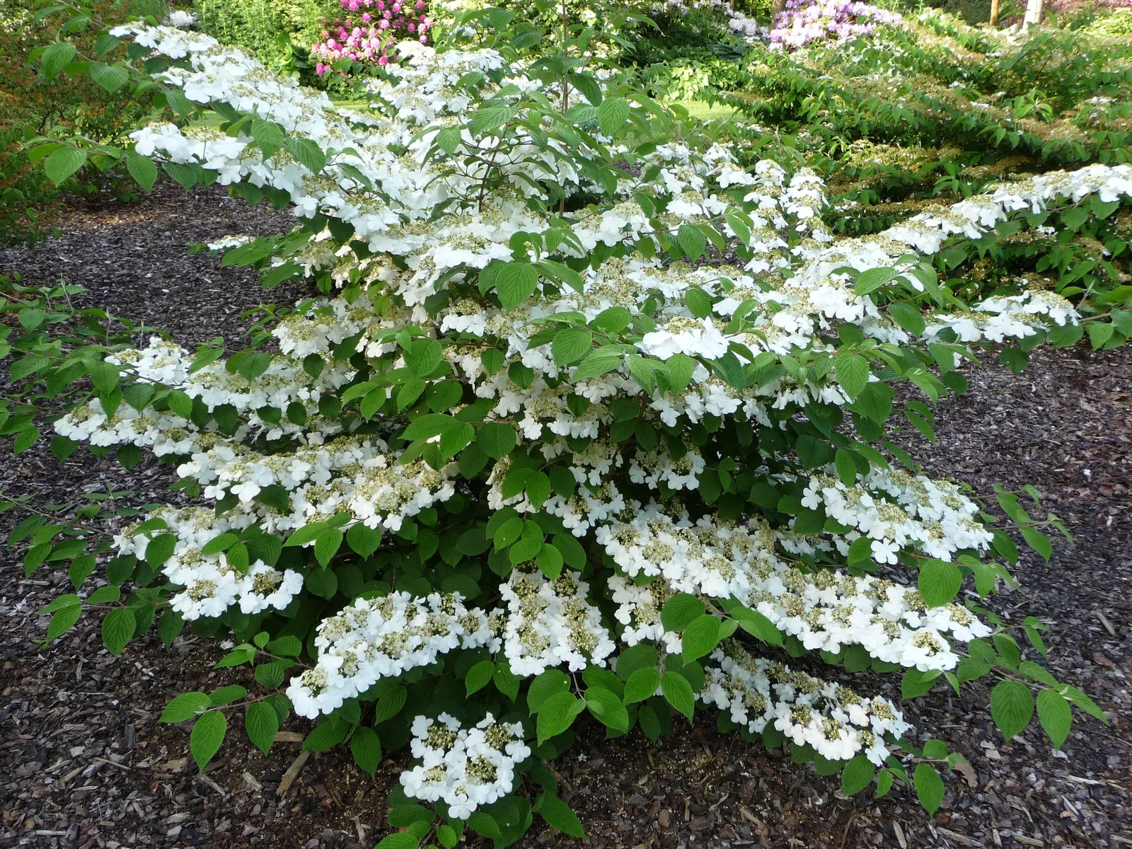 Japanese Snowball Bush (Viburnum Plicatum) — Partial to full sun exposure yields optimal flowering; round clusters of flowers resembling snowballs
