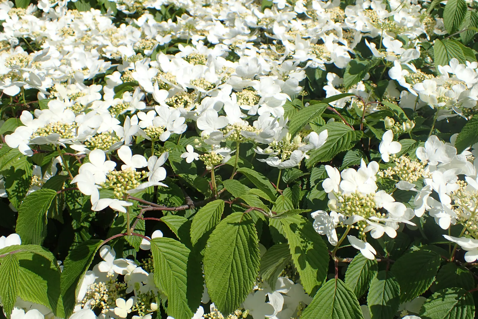 Japanese Snowball Bush (Viburnum Plicatum) — The foliage of the Viburnum plicatum is equally attractive