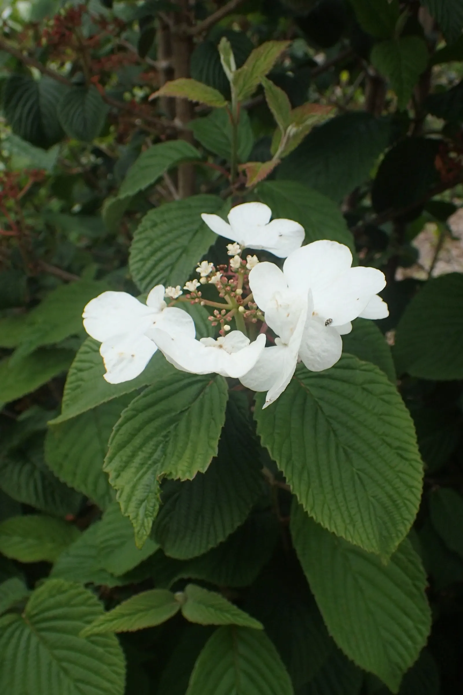 Japanese Snowball Bush (Viburnum Plicatum) — enhancing the biodiversity of any garden design.<br>