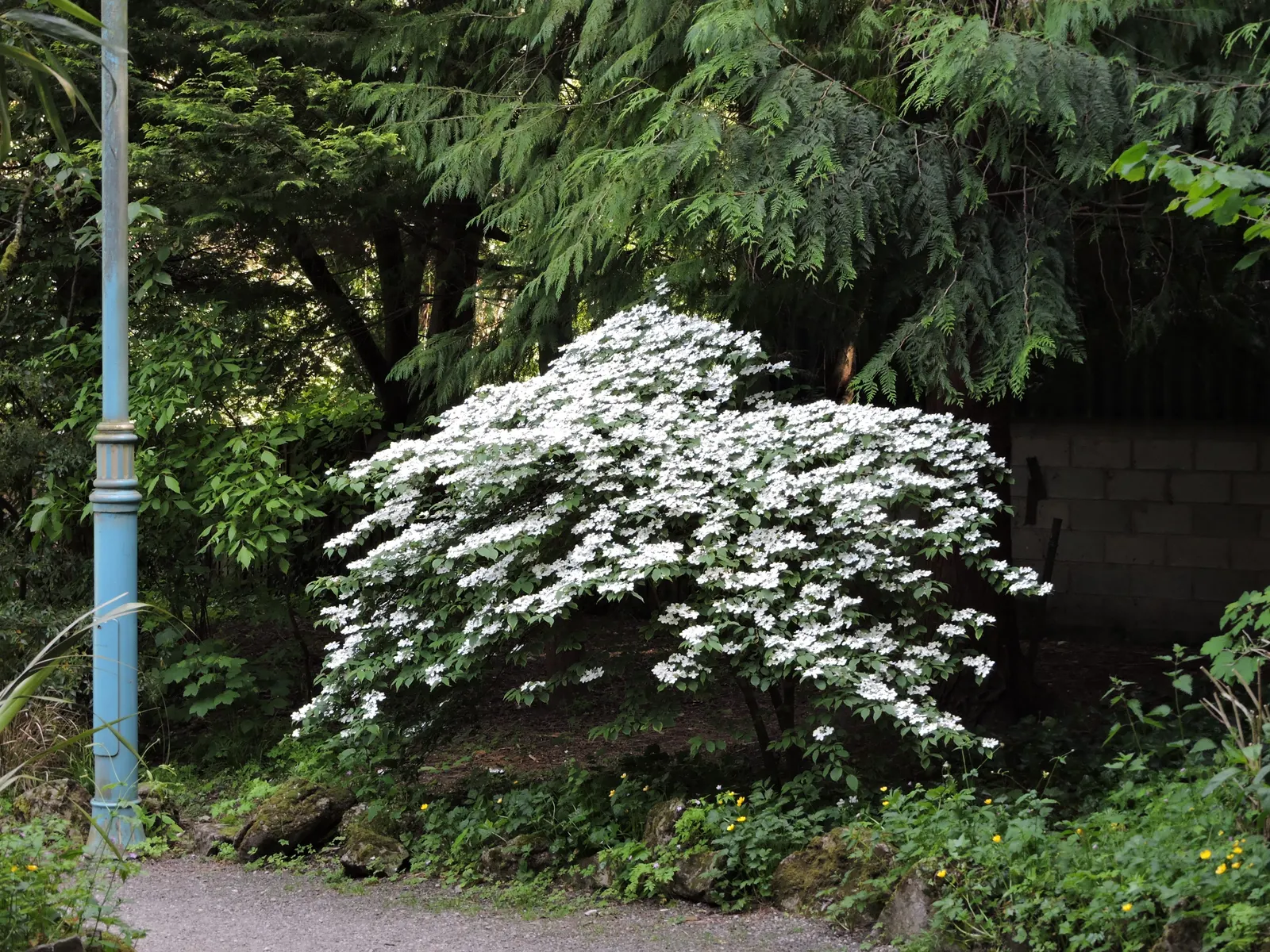 Japanese Snowball Bush (Viburnum Plicatum) — Typically reaching 8-15 feet in height and spread, it thrives in zones 5-8