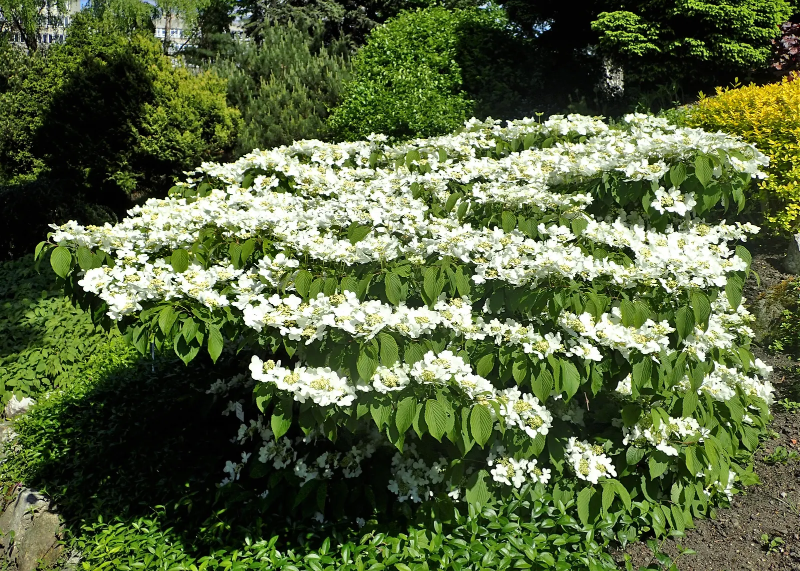 Japanese Snowball Bush (Viburnum Plicatum) — Typically reaching 8-15 feet in height and spread, it thrives in zones 5-8; regular pruning after flowering