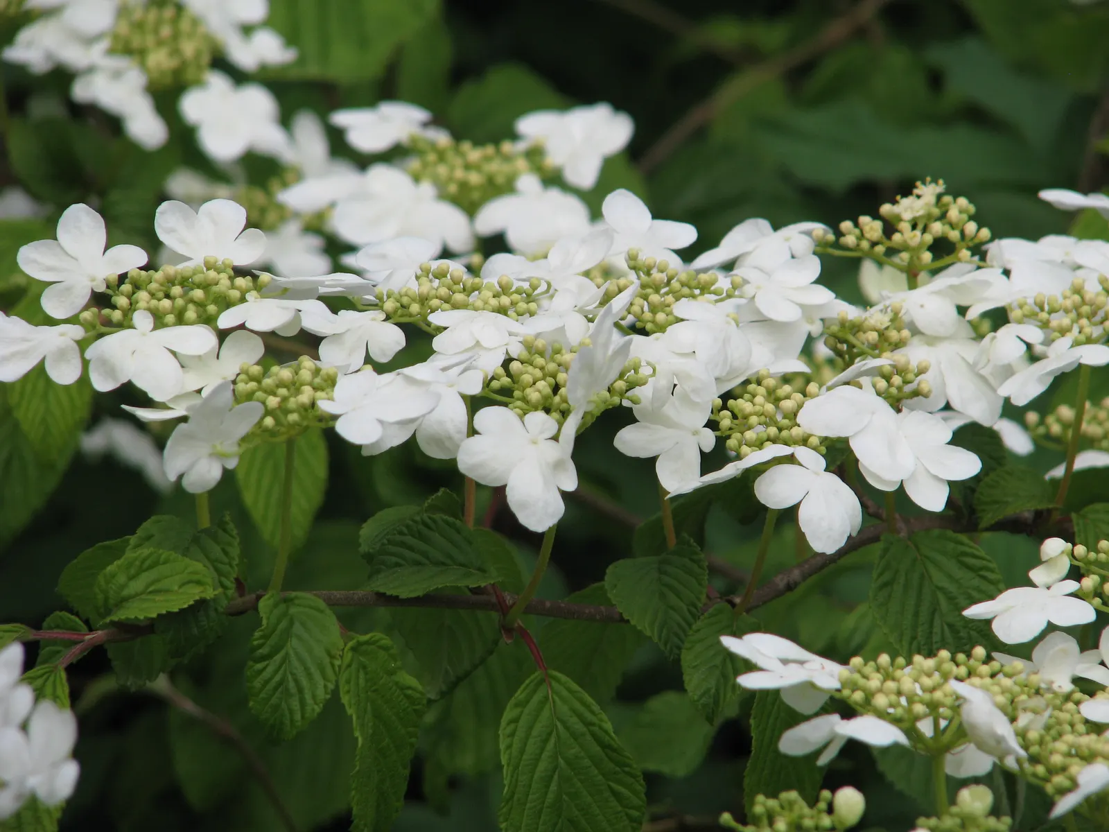 Japanese Snowball Bush (Viburnum Plicatum) — white flowers in the garden