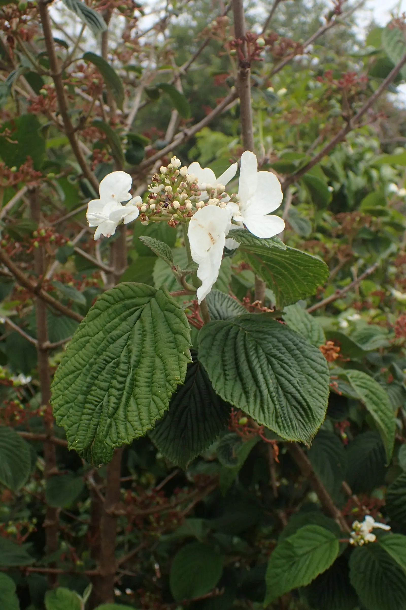 Japanese Snowball Bush (Viburnum Plicatum) — Incorporate as a specimen plant or within mixed shrub borders for visual impact; moderately fertile soil and