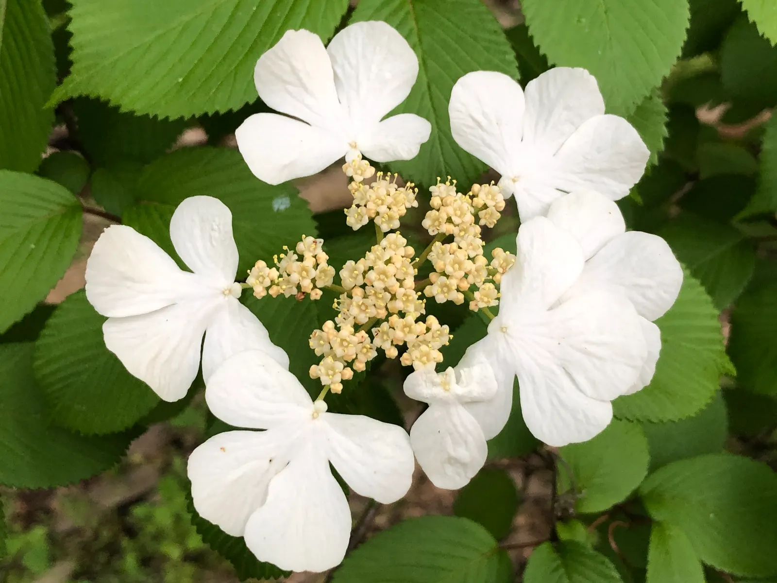 Japanese Snowball Bush (Viburnum Plicatum) — dark green leaves that take on a reddish-purple hue in the fall