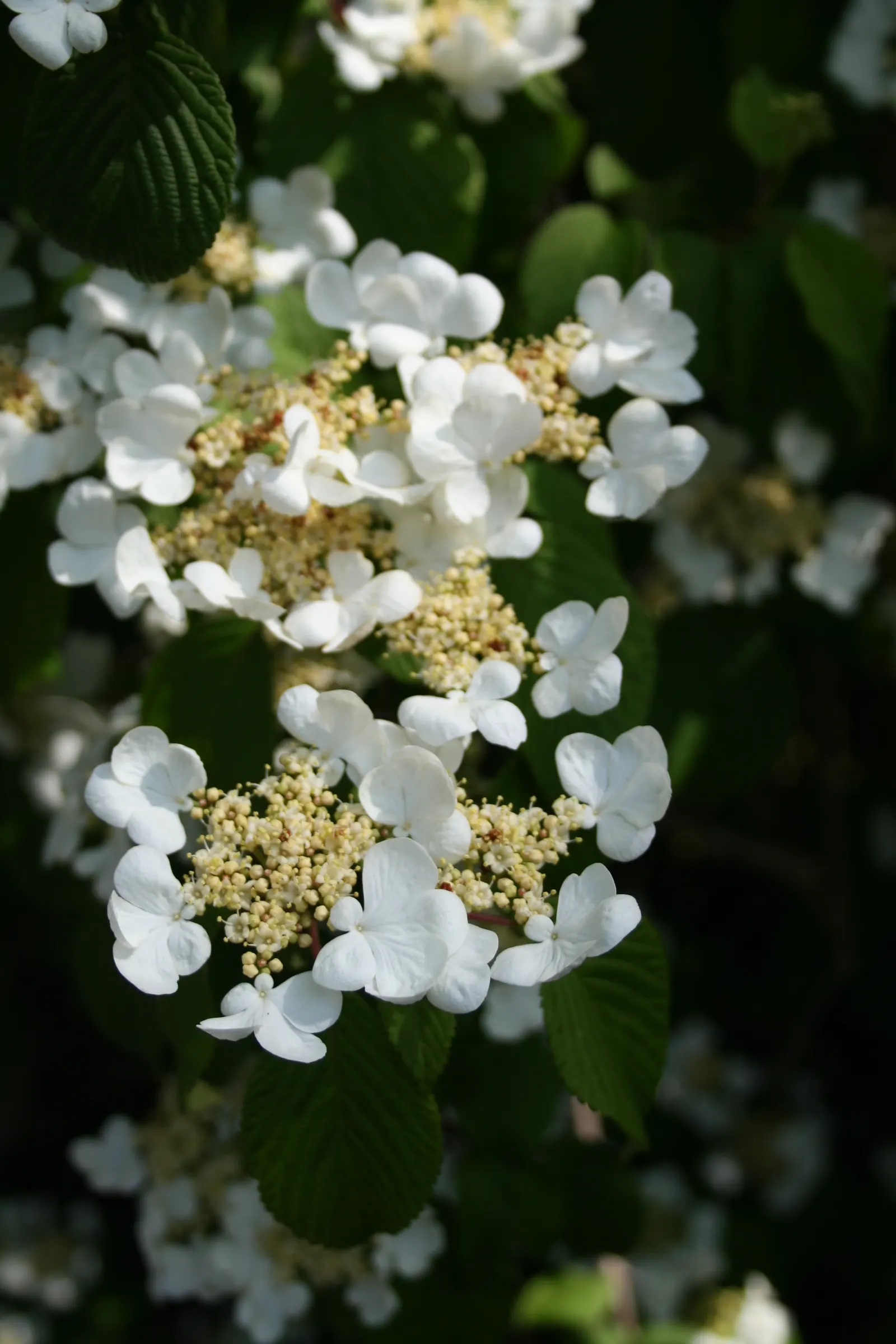 Japanese Snowball Bush (Viburnum Plicatum) — Regular pruning after flowering maintains its neat