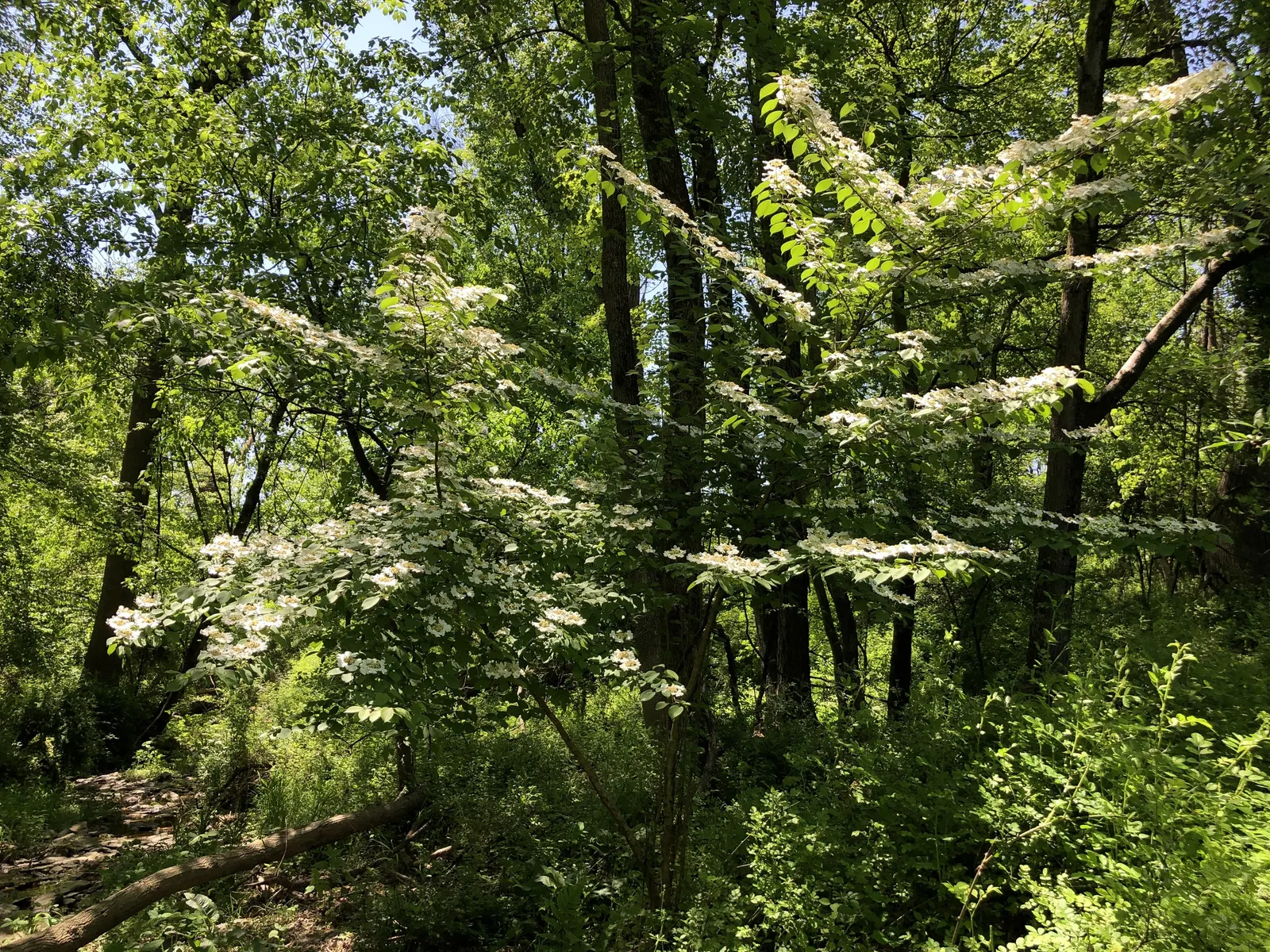 Japanese Snowball Bush (Viburnum Plicatum) — It requires consistent moisture but also needs good air circulation to prevent potential disease issues
