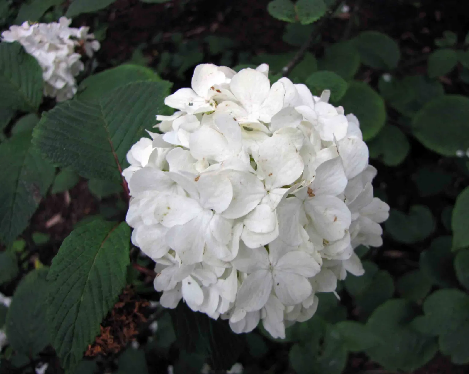 Japanese Snowball Bush (Viburnum Plicatum) — This low-maintenance ornamental is pest-resistant and serves as a haven for pollinators; or as a stunning backdrop