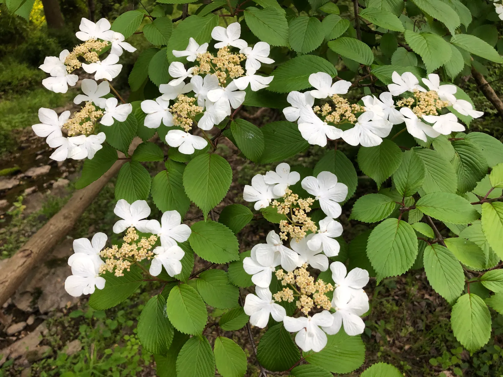 Japanese Snowball Bush (Viburnum Plicatum) — round clusters of flowers resembling snowballs