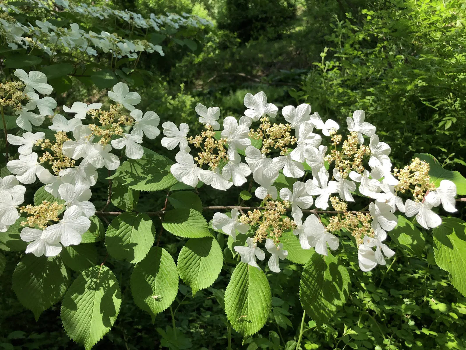 Japanese Snowball Bush (Viburnum Plicatum) — shrub with white blooms; adding another layer of visual interest to the garden.<br><br>This bush prefers