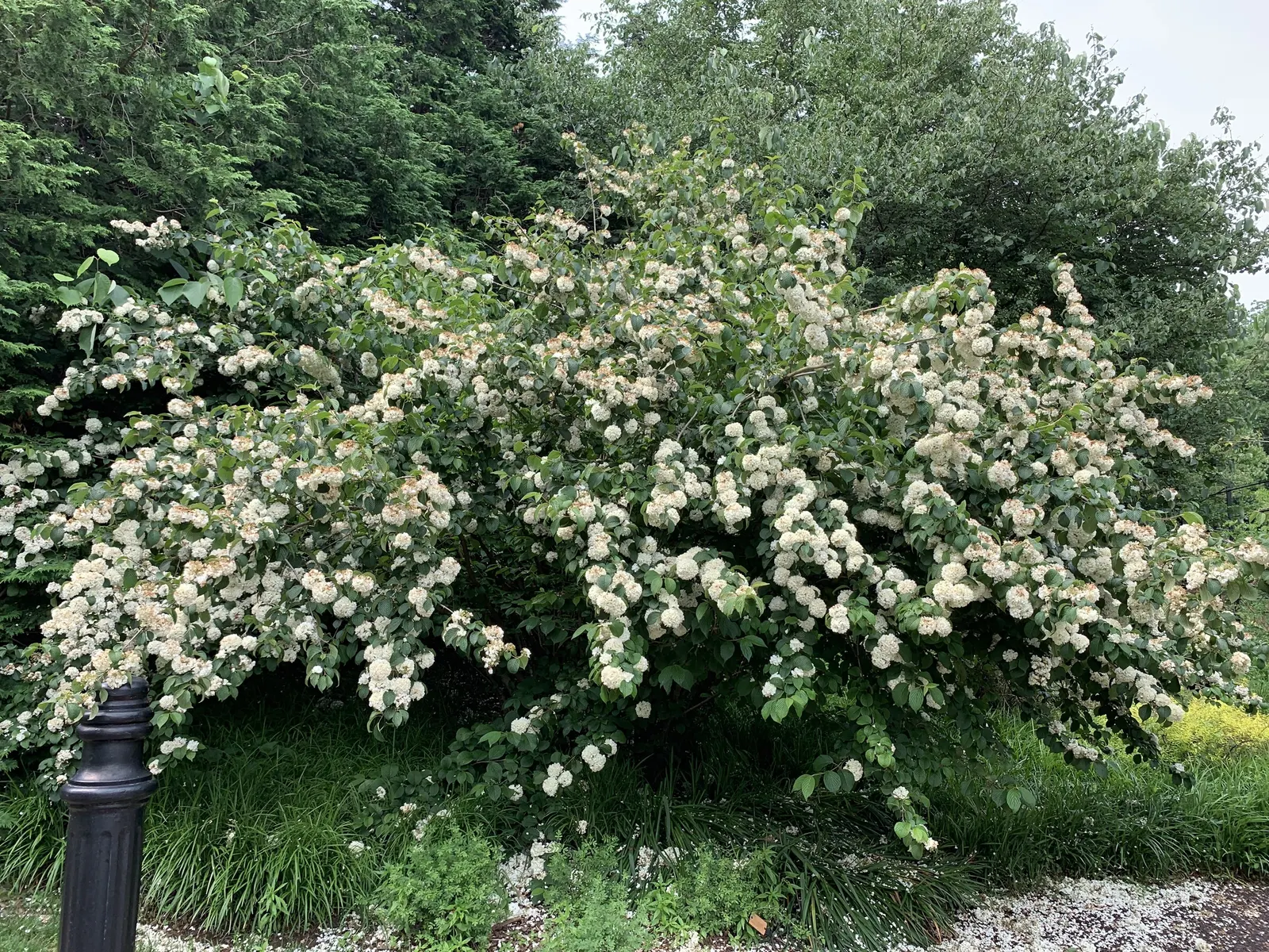 Japanese Snowball Bush (Viburnum Plicatum) — each blossoming cluster measuring 2 to 3 inches in diameter
