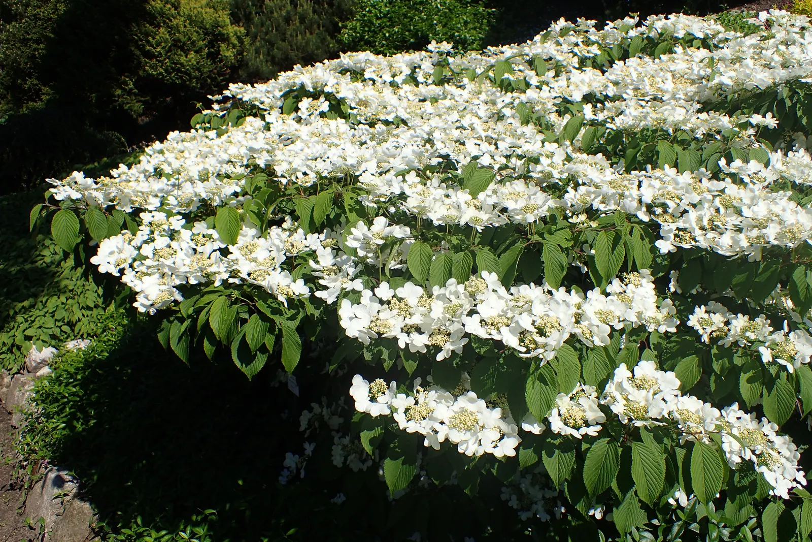 Japanese Snowball Bush (Viburnum Plicatum) — the flowers appear as green buds and gradually transform into a brilliant