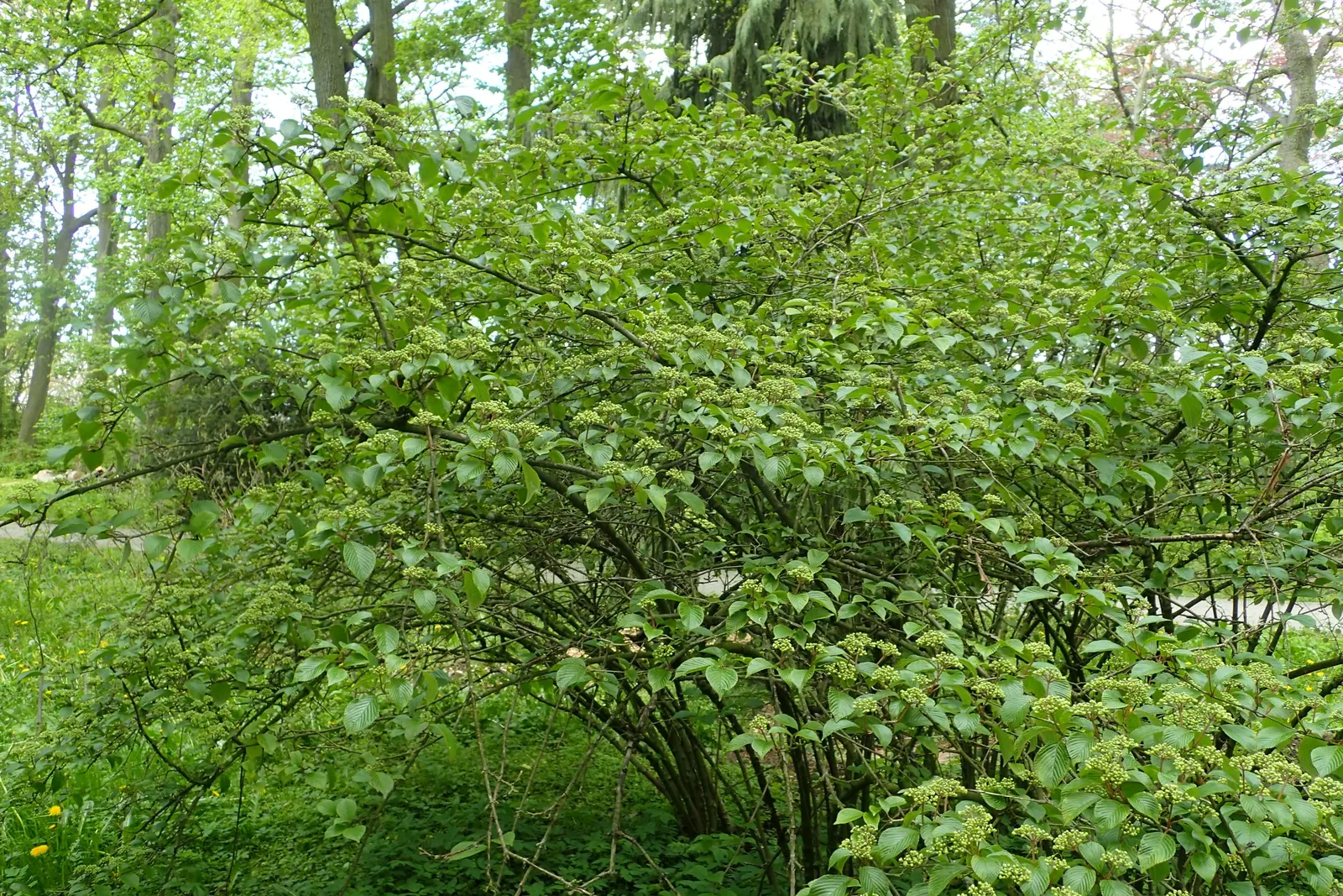 Japanese Snowball Bush (Viburnum Plicatum) — It requires consistent moisture but also needs good air circulation to prevent potential disease issues; dark