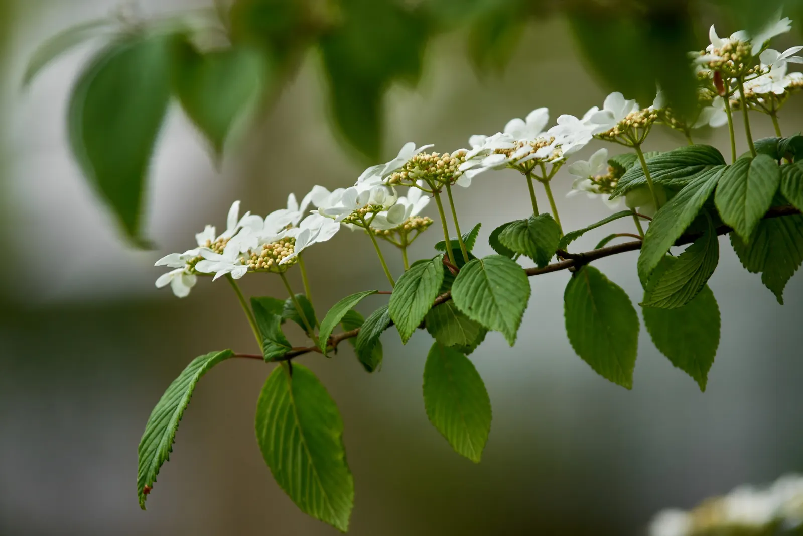 Japanese Snowball Bush (Viburnum Plicatum) — Preferring well-drained soil, it offers fall color with red to purple leaves; the Japanese Snowball Bush (Viburnum