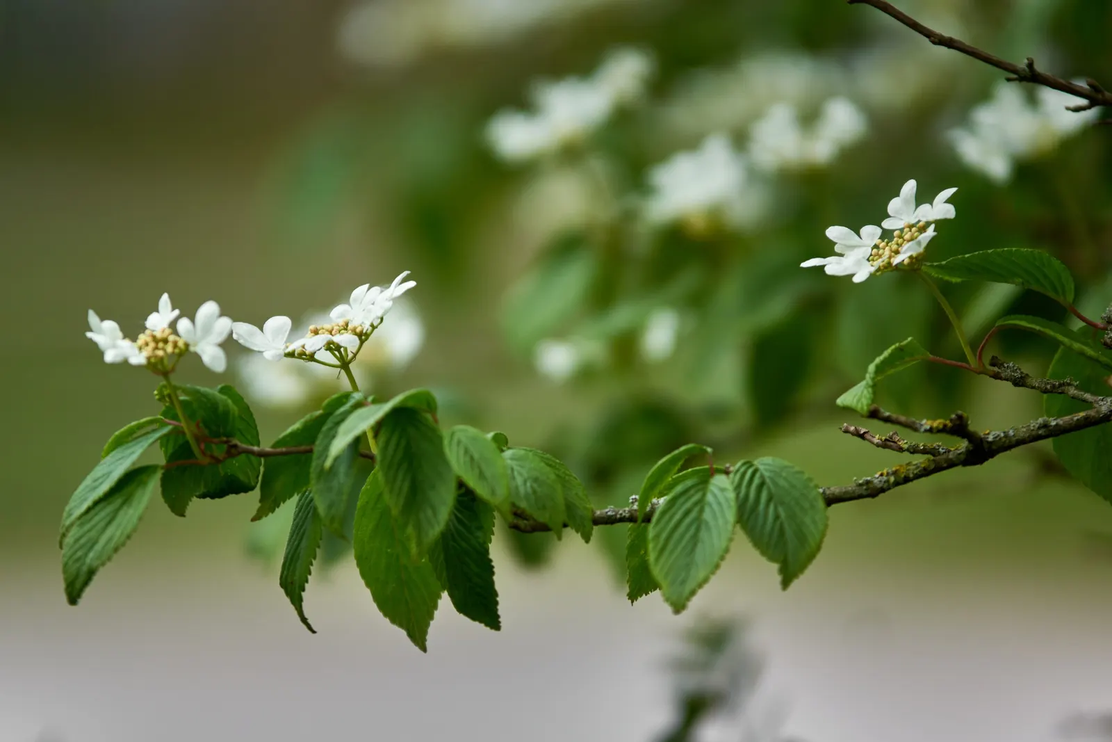 Japanese Snowball Bush (Viburnum Plicatum) — shrub for full or half
