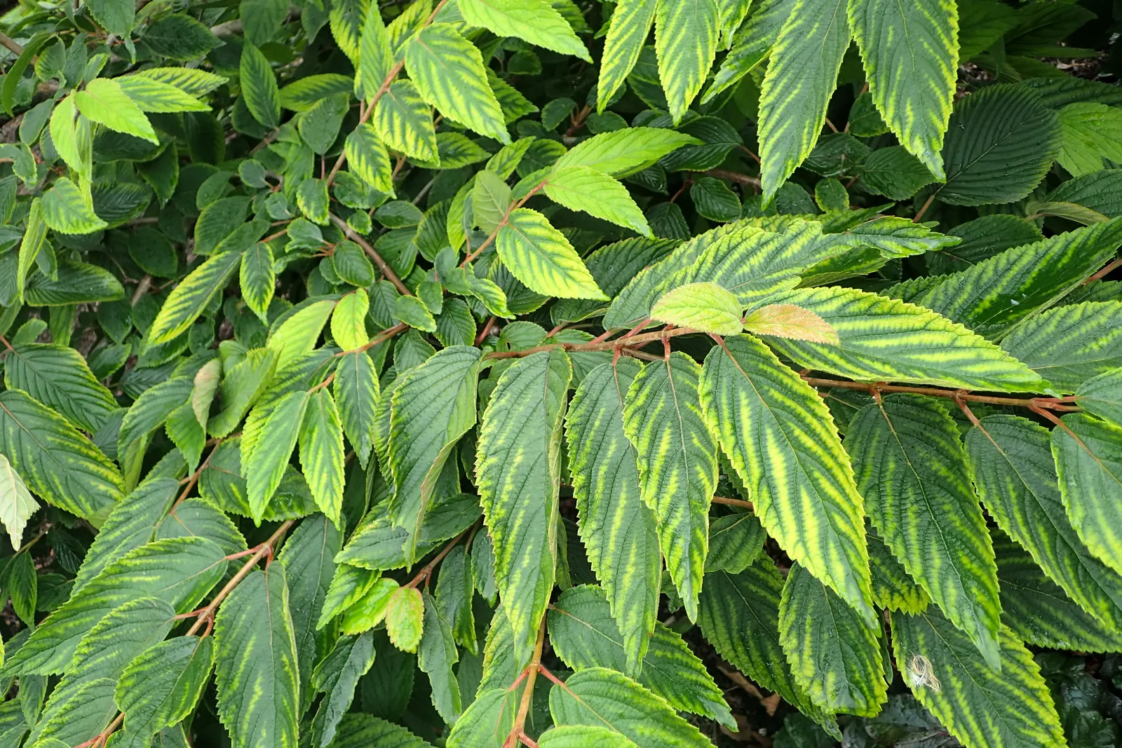 Japanese Snowball Bush (Viburnum Plicatum) — moderately fertile soil and thrives in full sun to partial shade