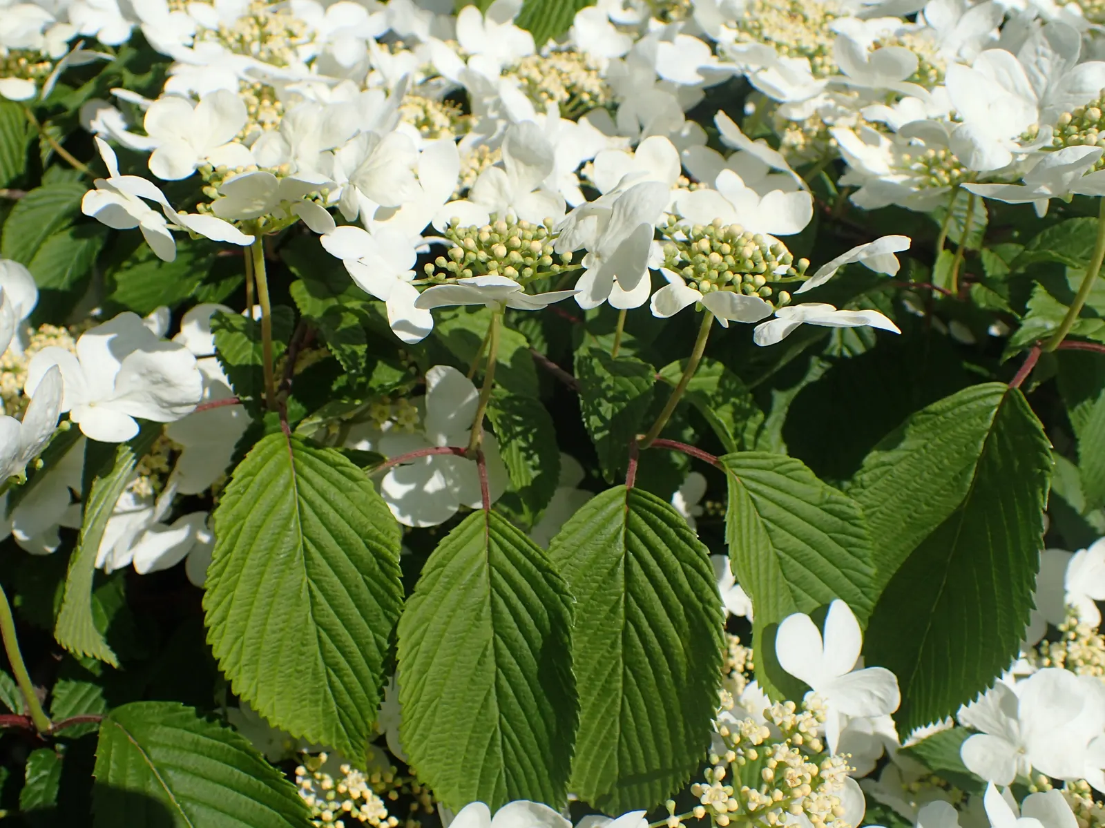 Japanese Snowball Bush (Viburnum Plicatum) — and promotes healthy growth and optimal blooming