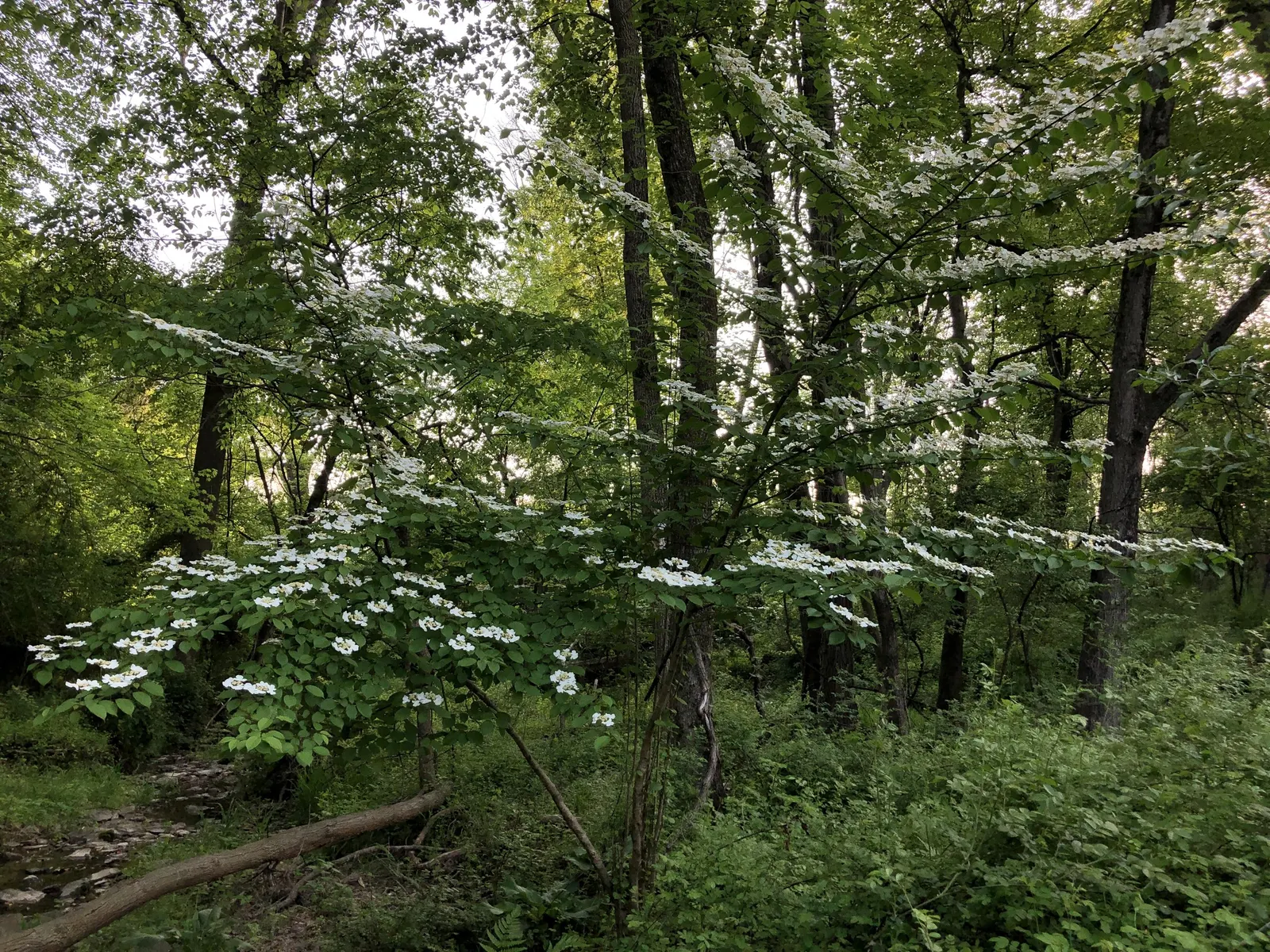 Japanese Snowball Bush (Viburnum Plicatum) — round clusters of flowers resembling snowballs; partial to full sun exposure yields optimal flowering