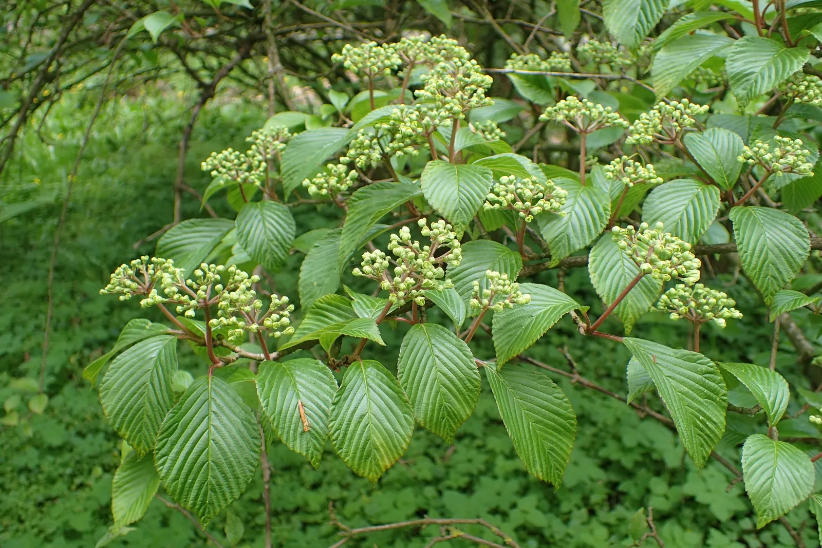 Japanese Snowball Bush (Viburnum Plicatum) — Partial to full sun exposure yields optimal flowering; round clusters of flowers resembling snowballs, image 53