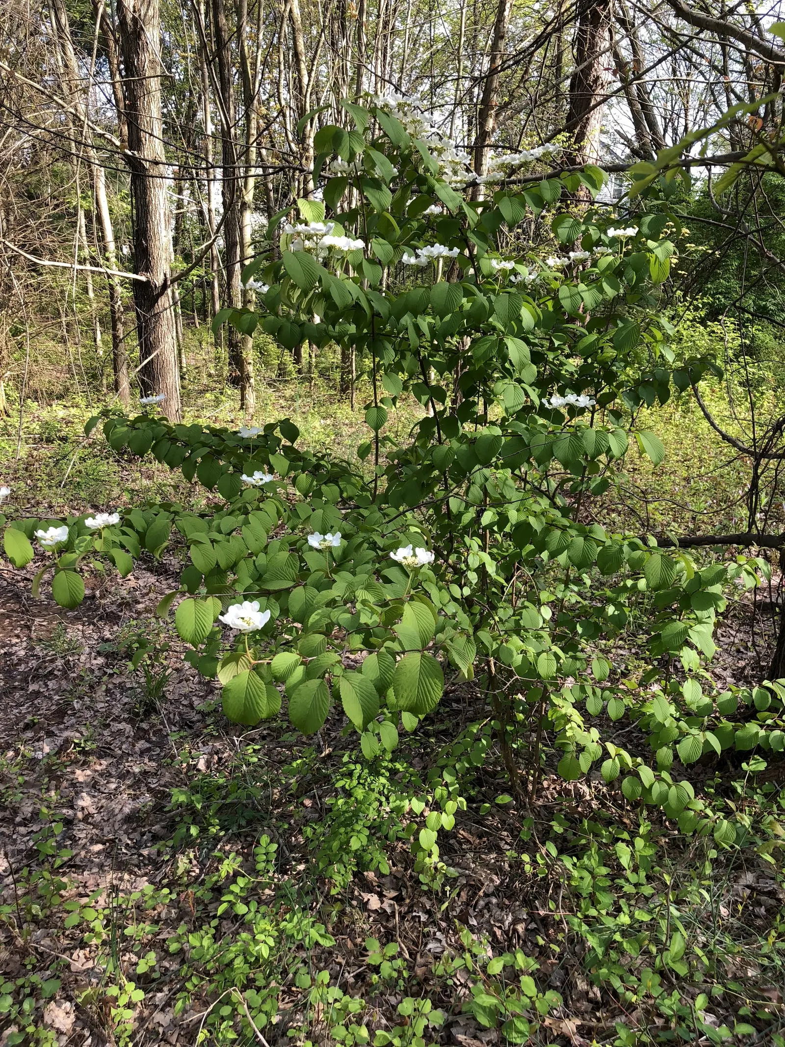 Japanese Snowball Bush (Viburnum Plicatum) — Typically reaching 8-15 feet in height and spread, it thrives in zones 5-8; regular pruning after, image 51