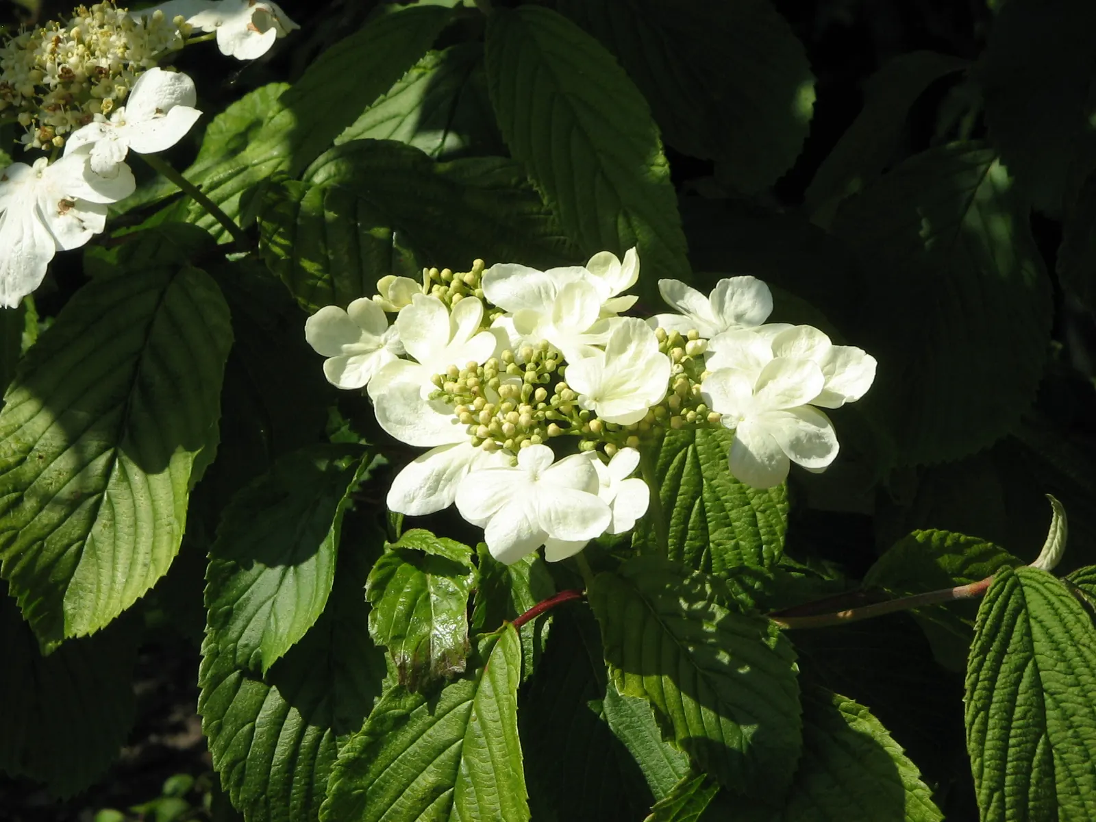 Japanese Snowball Bush (Viburnum Plicatum) — The foliage of the Viburnum plicatum is equally attractive; each blossoming cluster measuring 2 to 3 inches in