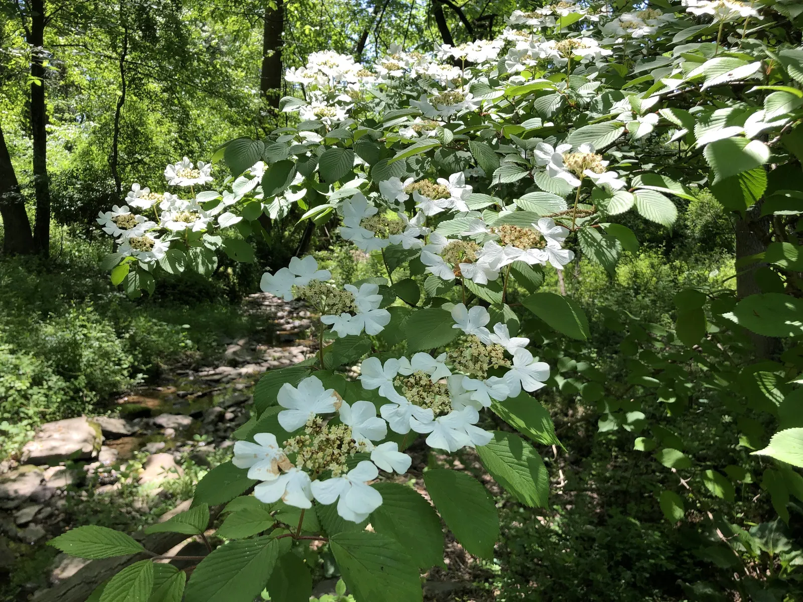 Japanese Snowball Bush (Viburnum Plicatum) — or as a stunning backdrop for perennials; this low-maintenance ornamental is pest-resistant and serves as a haven