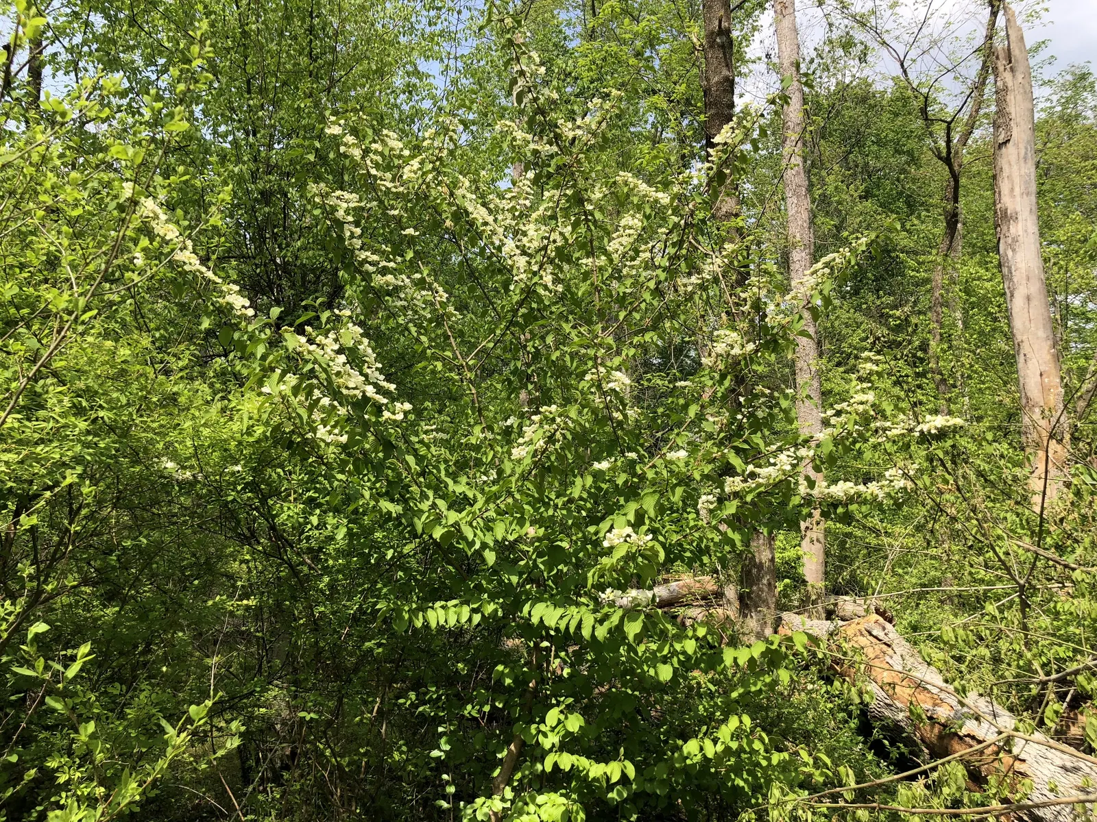 Japanese Snowball Bush (Viburnum Plicatum) — The Japanese Snowball Bush (Viburnum plicatum) is a striking deciduous shrub; preferring well-drained soil, it
