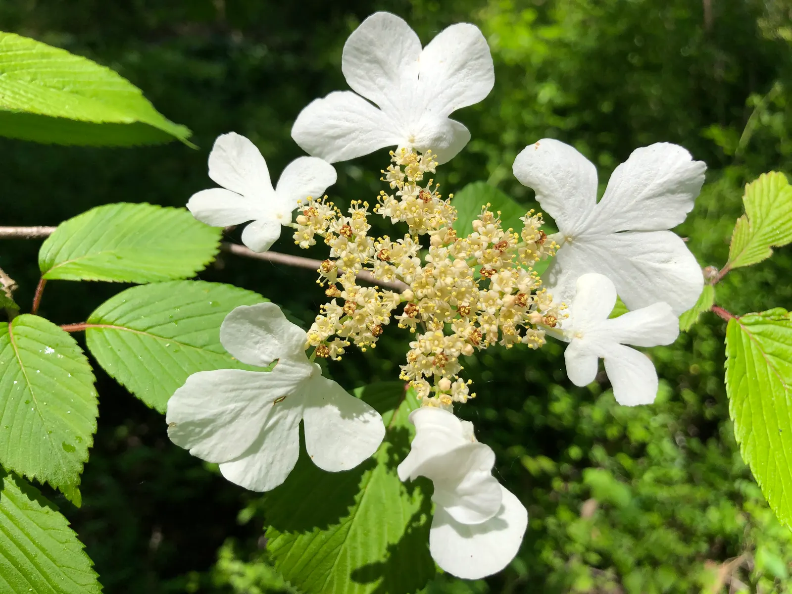 Japanese Snowball Bush (Viburnum Plicatum) — This low-maintenance ornamental is pest-resistant and serves as a haven for pollinators
