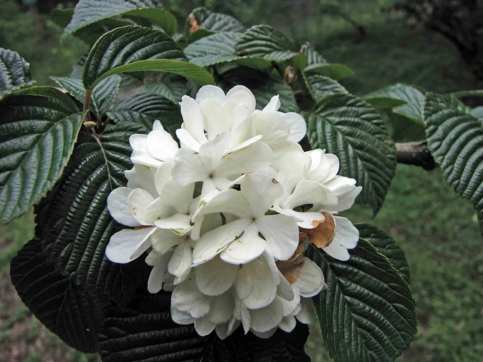 Japanese Snowball Bush (Viburnum Plicatum) — shrub for full or half; enhancing the biodiversity of any garden design.<br>