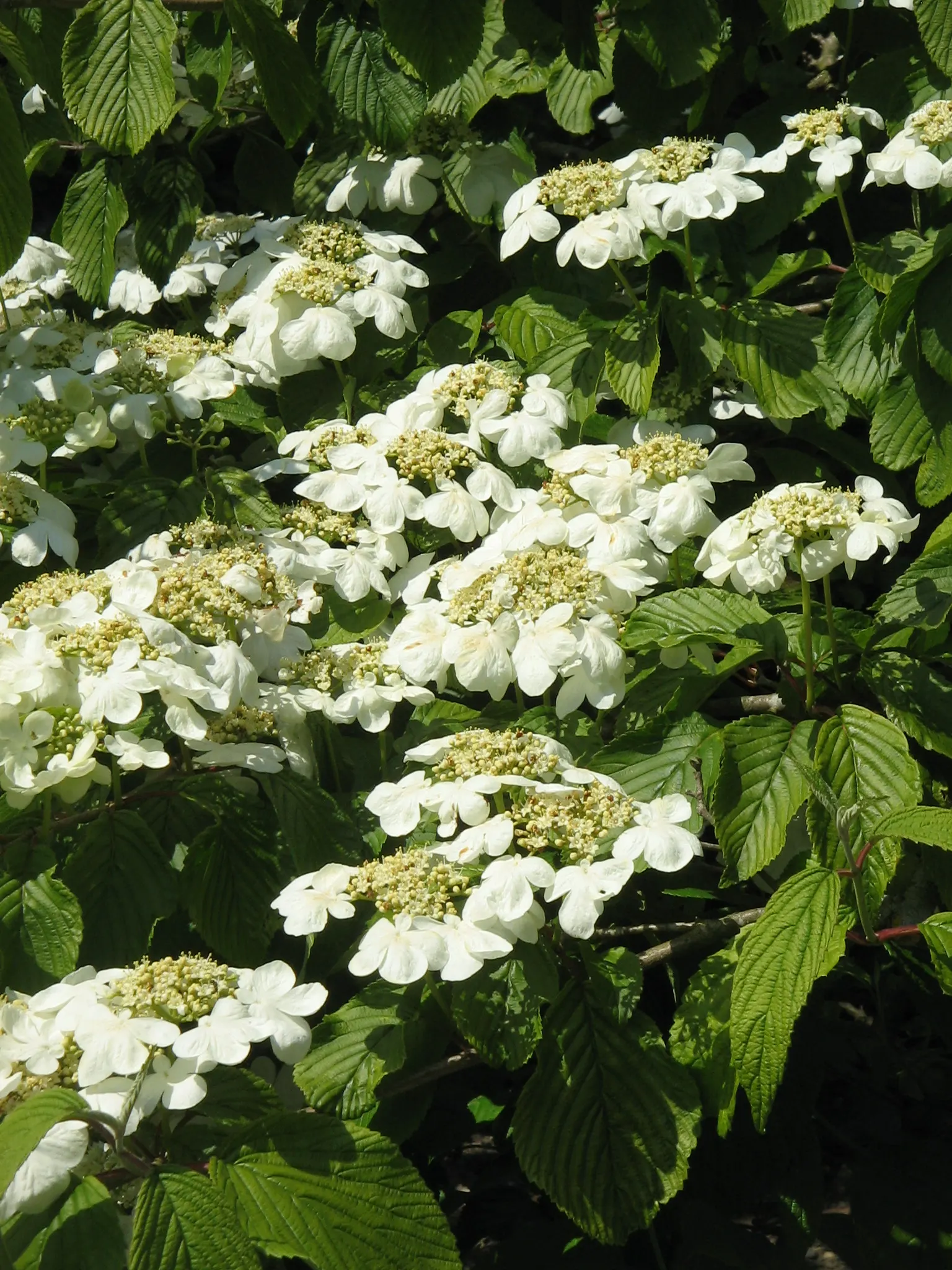 Japanese Snowball Bush (Viburnum Plicatum) — The Japanese Snowball Bush (Viburnum plicatum) is a striking deciduous shrub
