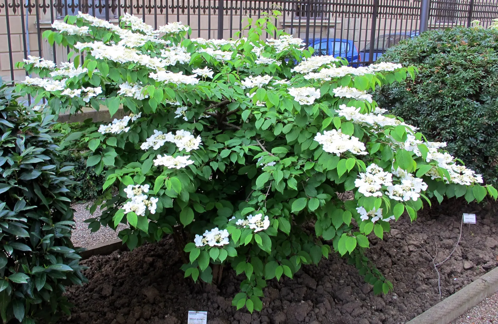 Japanese Snowball Bush (Viburnum Plicatum) — Regular pruning after flowering maintains its neat; typically reaching 8-15 feet in height and spread, it thrives