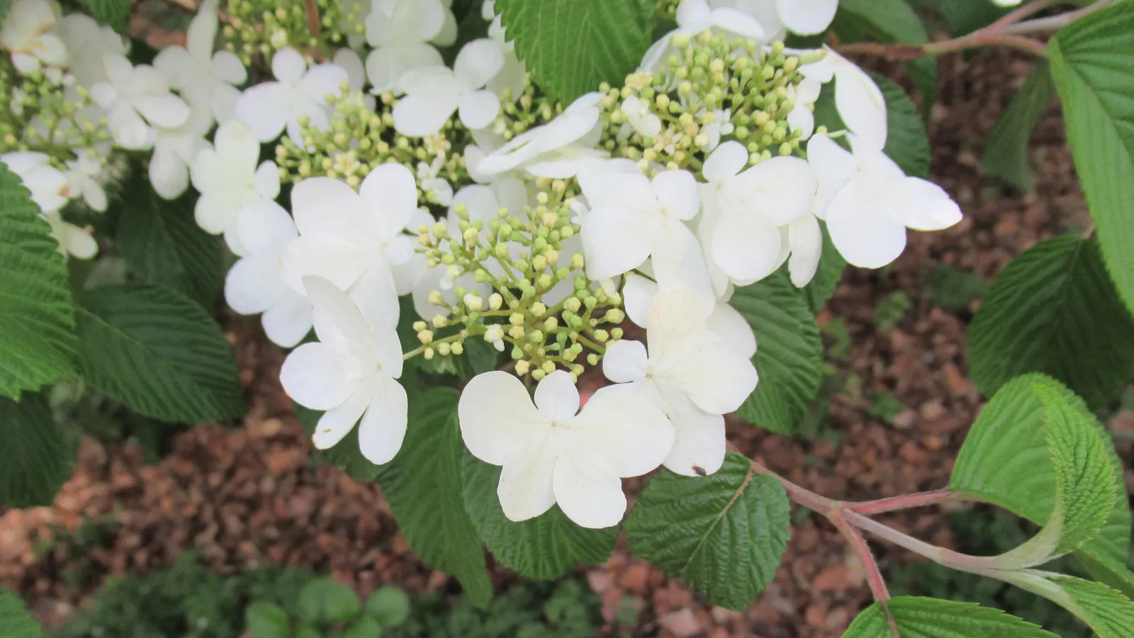 Japanese Snowball Bush (Viburnum Plicatum) — white flowers in the garden; reaching an average height of 8 to 12 feet with a similar spread