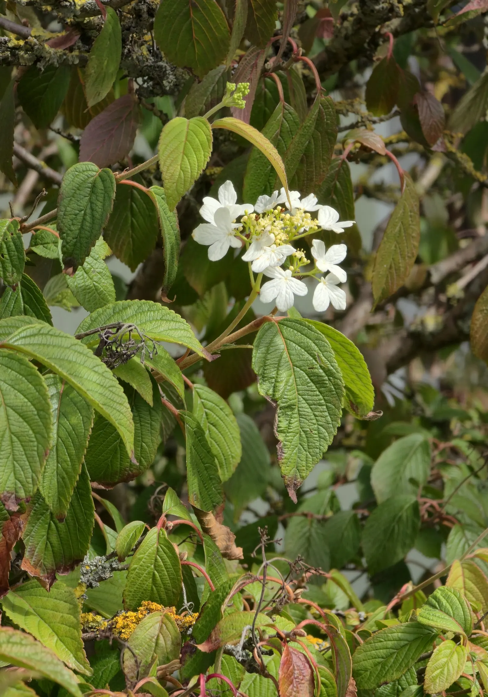 Japanese Snowball Bush (Viburnum Plicatum) — Reaching an average height of 8 to 12 feet with a similar spread; white flowers in the garden
