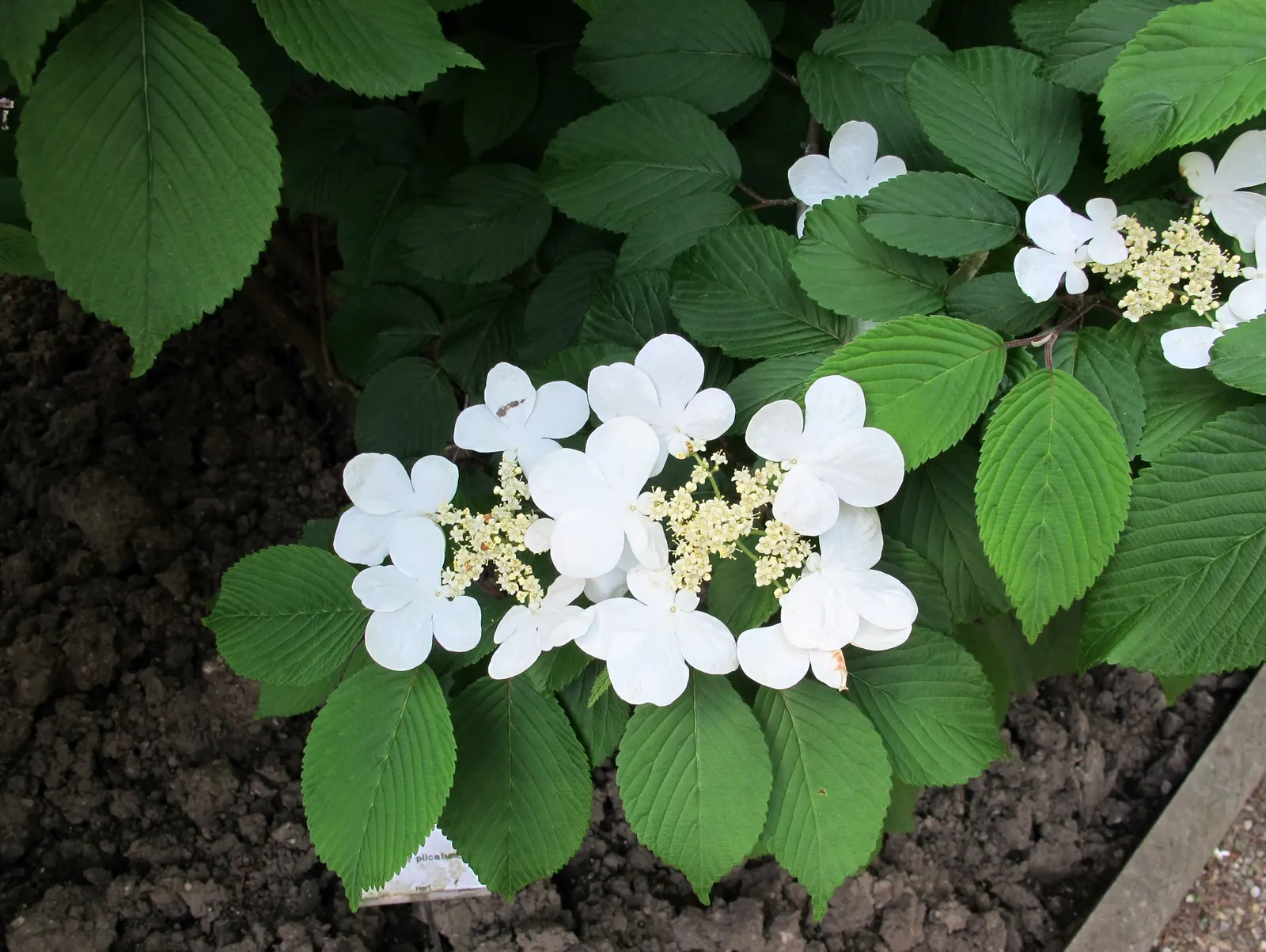 Japanese Snowball Bush (Viburnum Plicatum) — and promotes healthy growth and optimal blooming; the flowers appear as green buds and gradually transform into a