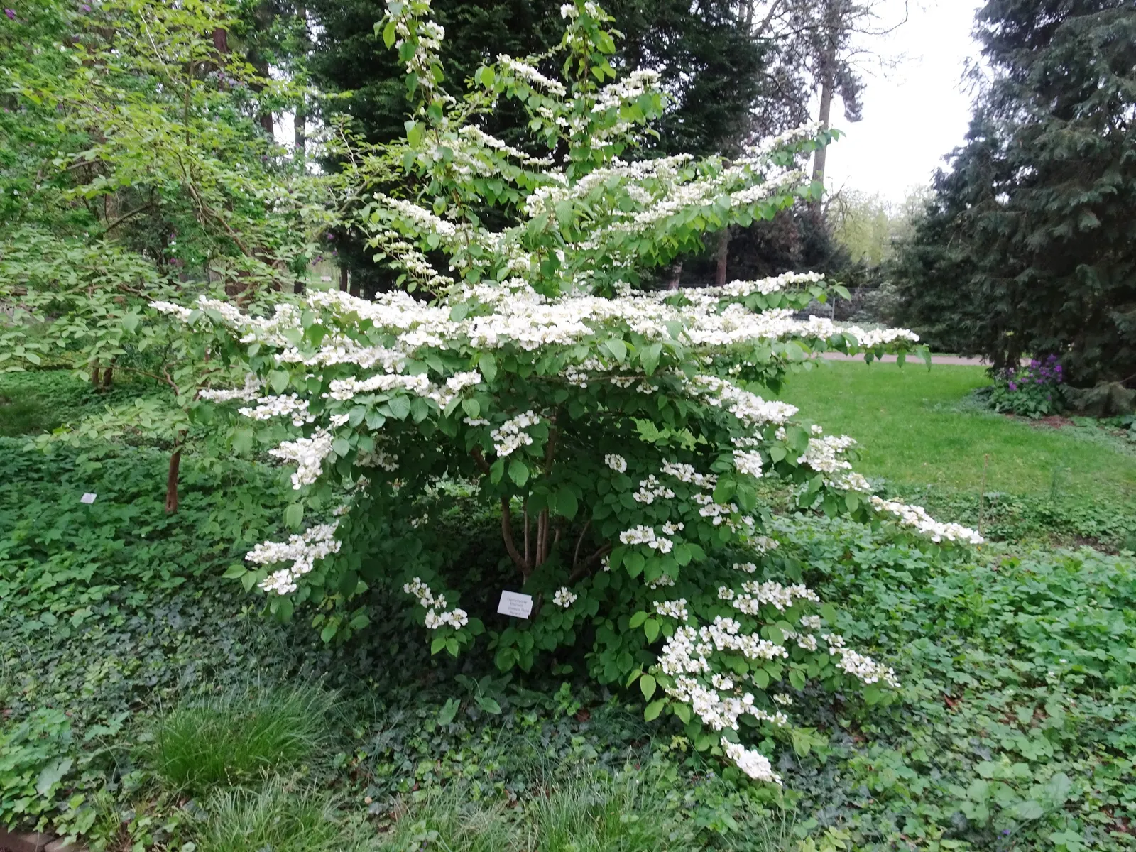 Japanese Snowball Bush (Viburnum Plicatum) — Incorporate as a specimen plant or within mixed shrub borders for visual impact; moderately fertile, image 54