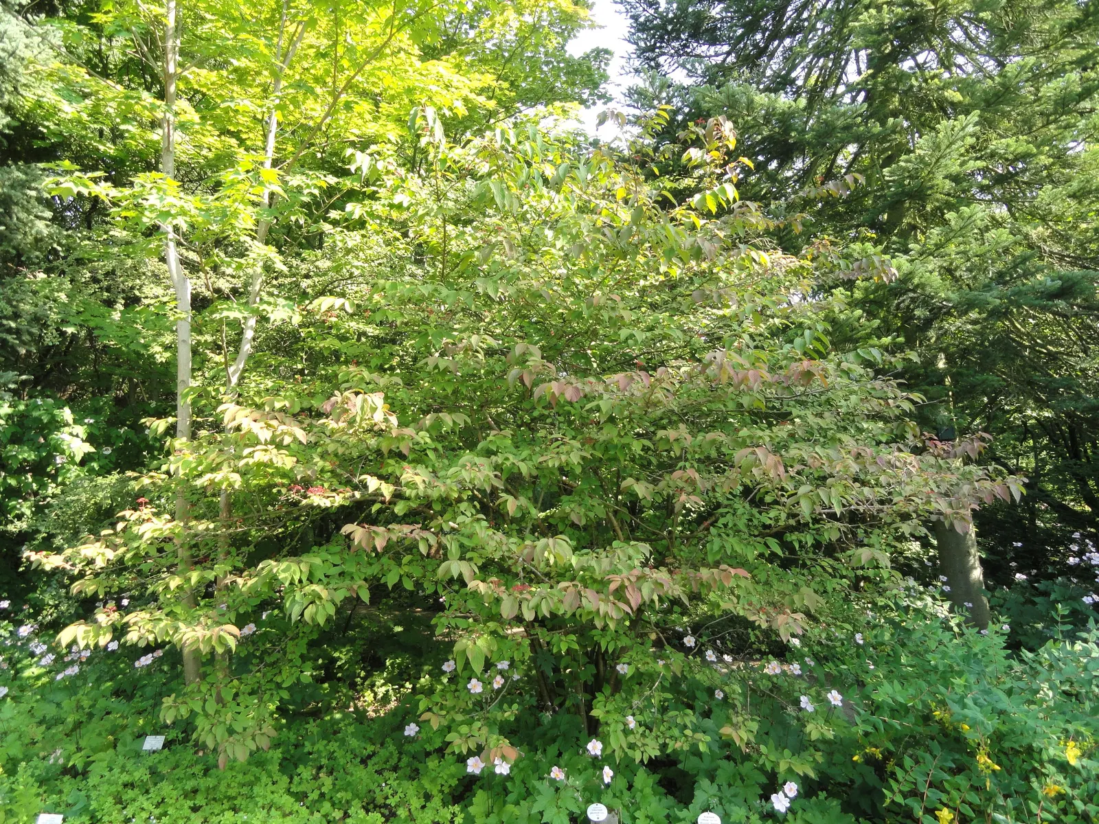 Japanese Snowball Bush (Viburnum Plicatum) — Partial to full sun exposure yields optimal flowering