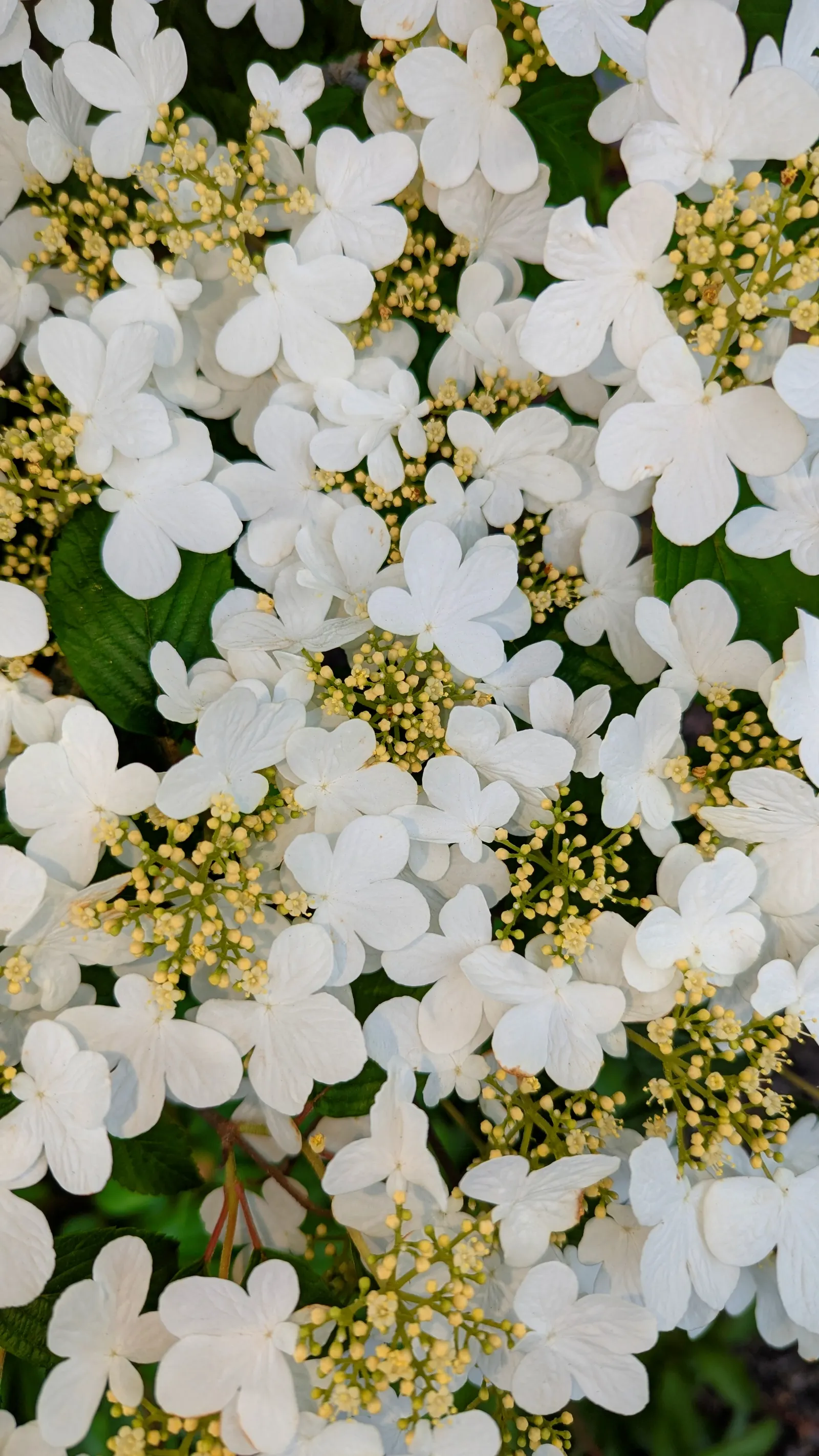 Japanese Snowball Bush (Viburnum Plicatum) — adding another layer of visual interest to the garden.<br><br>This bush prefers well-drained; shrub with white