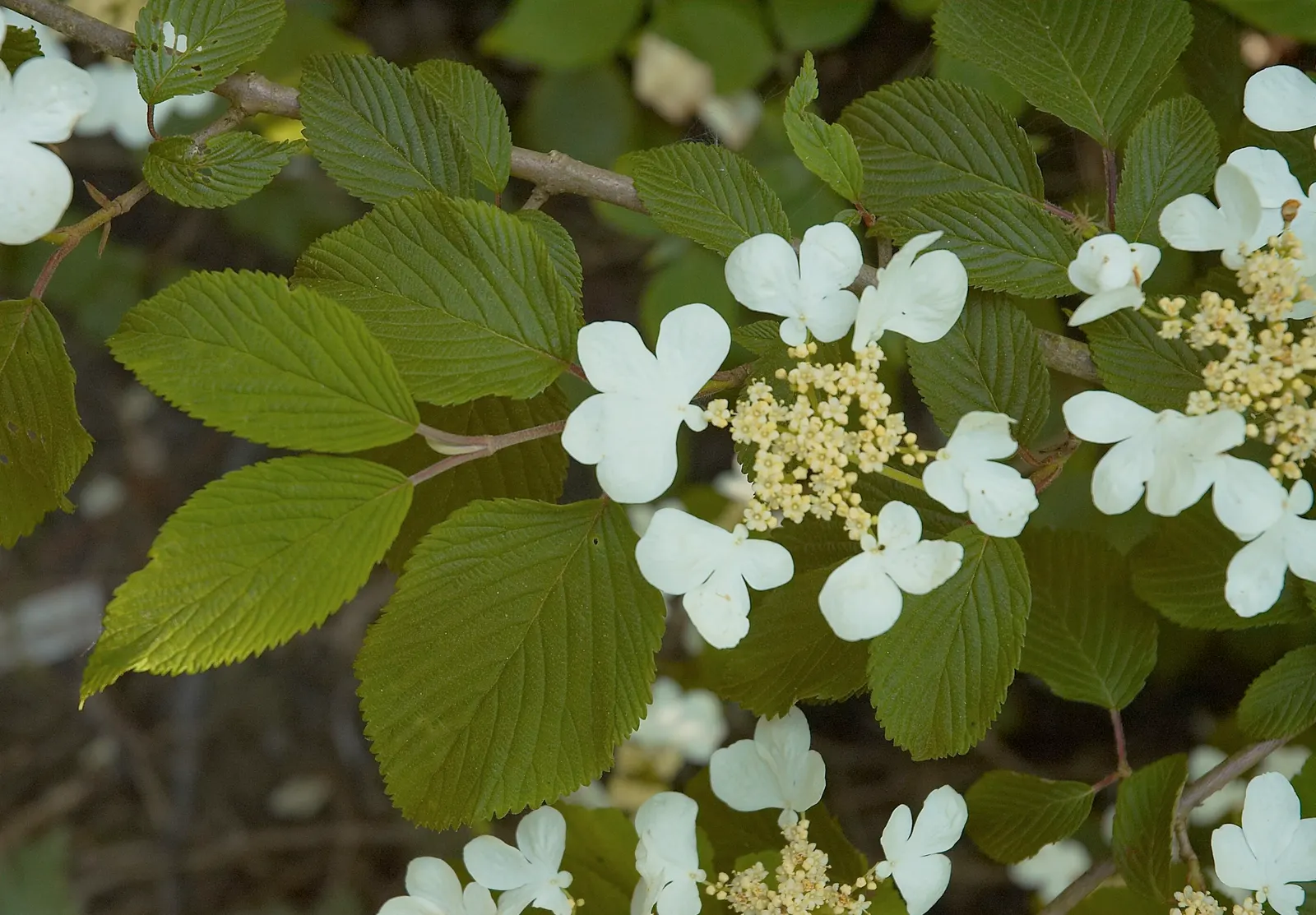 Japanese Snowball Bush (Viburnum Plicatum) — globular spring blooms resembling snowballs