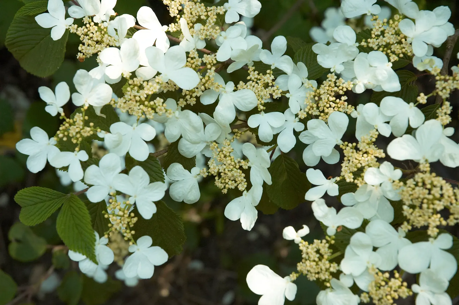Japanese Snowball Bush (Viburnum Plicatum) — or as a stunning backdrop for perennials