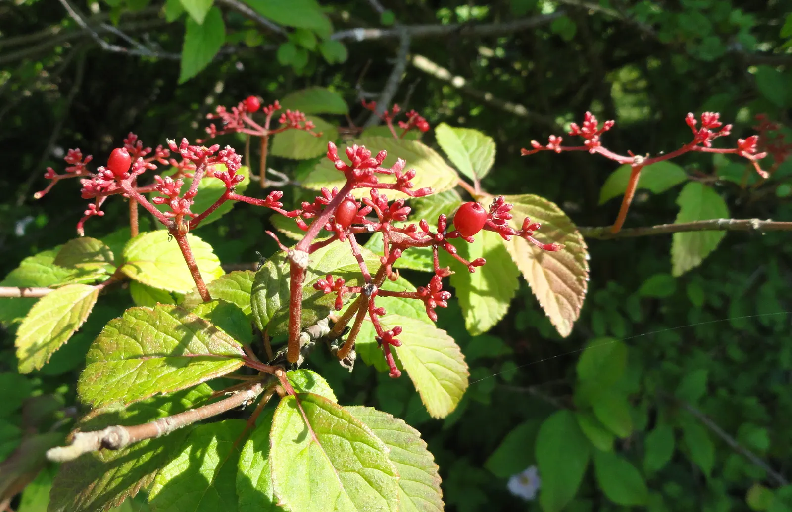Japanese Snowball Bush (Viburnum Plicatum) — shrub with white blooms