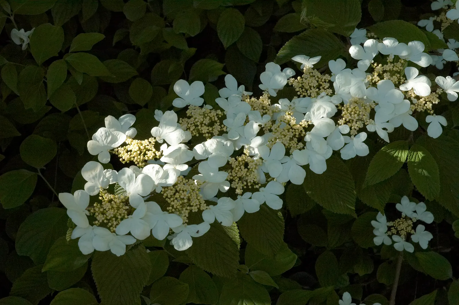 Japanese Snowball Bush (Viburnum Plicatum) — adding another layer of visual interest to the garden.<br><br>This bush prefers well-drained