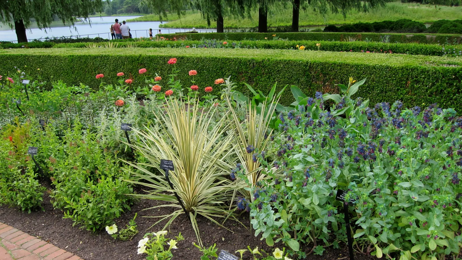 Toby Dazzler Cordyline (Cordyline 'Torbay Dazzler') — The Cordyline 'Torbay Dazzler' is a striking evergreen that adds a tropical flair