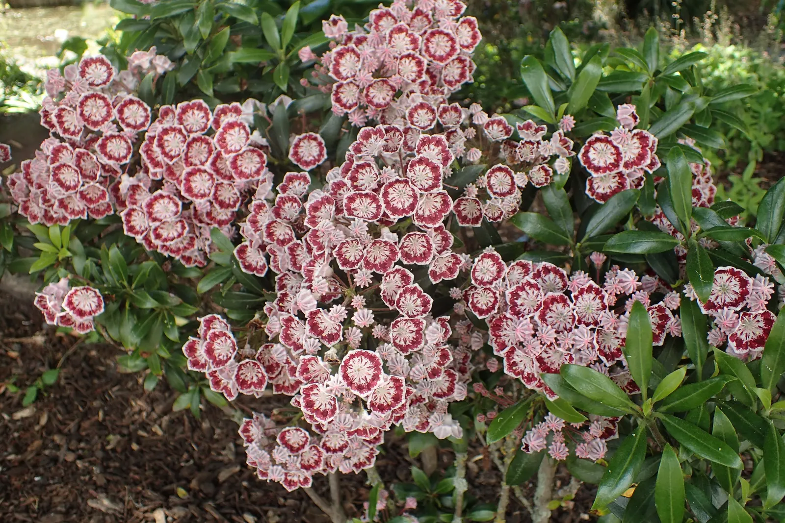 Minuet Mountain Laurel (Kalmia Latifolia 'Minuet') — Minuet Mountain Laurel (Kalmia latifolia 'Minuet') is a compact evergreen shrub