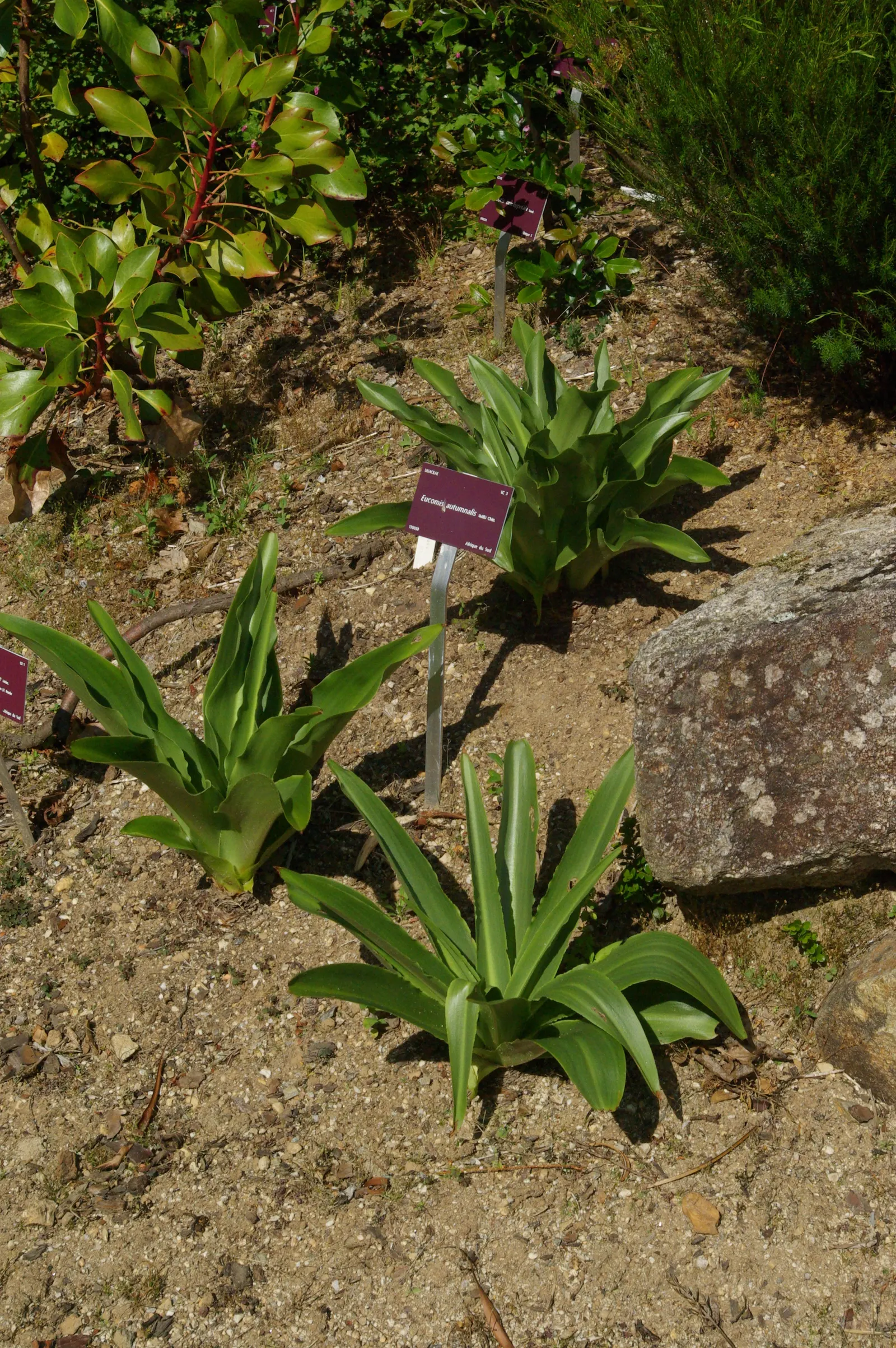 Pineapple Lilly (Eucomis Autumnalis) — While drought-tolerant once established